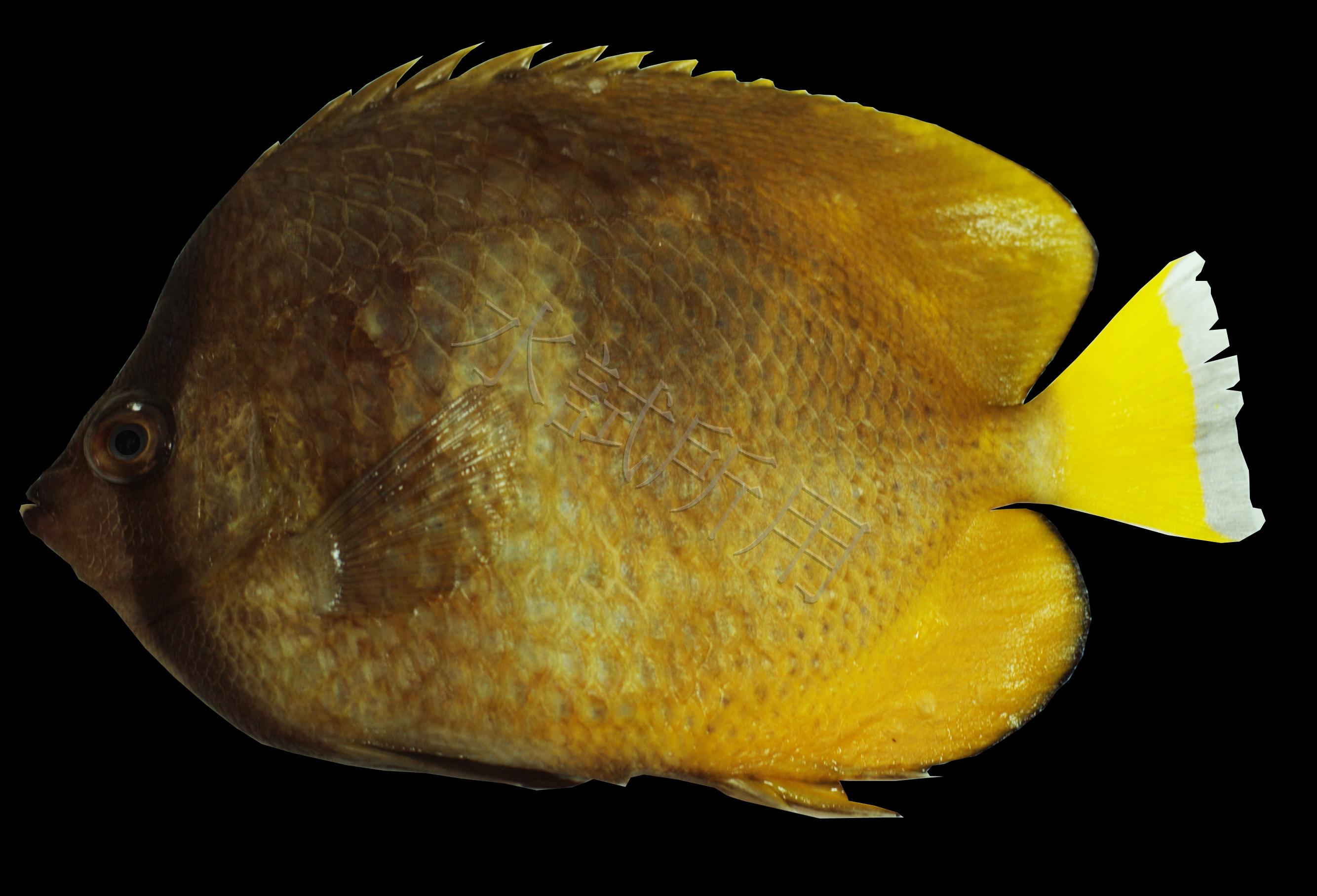 Chaetodon kleinii