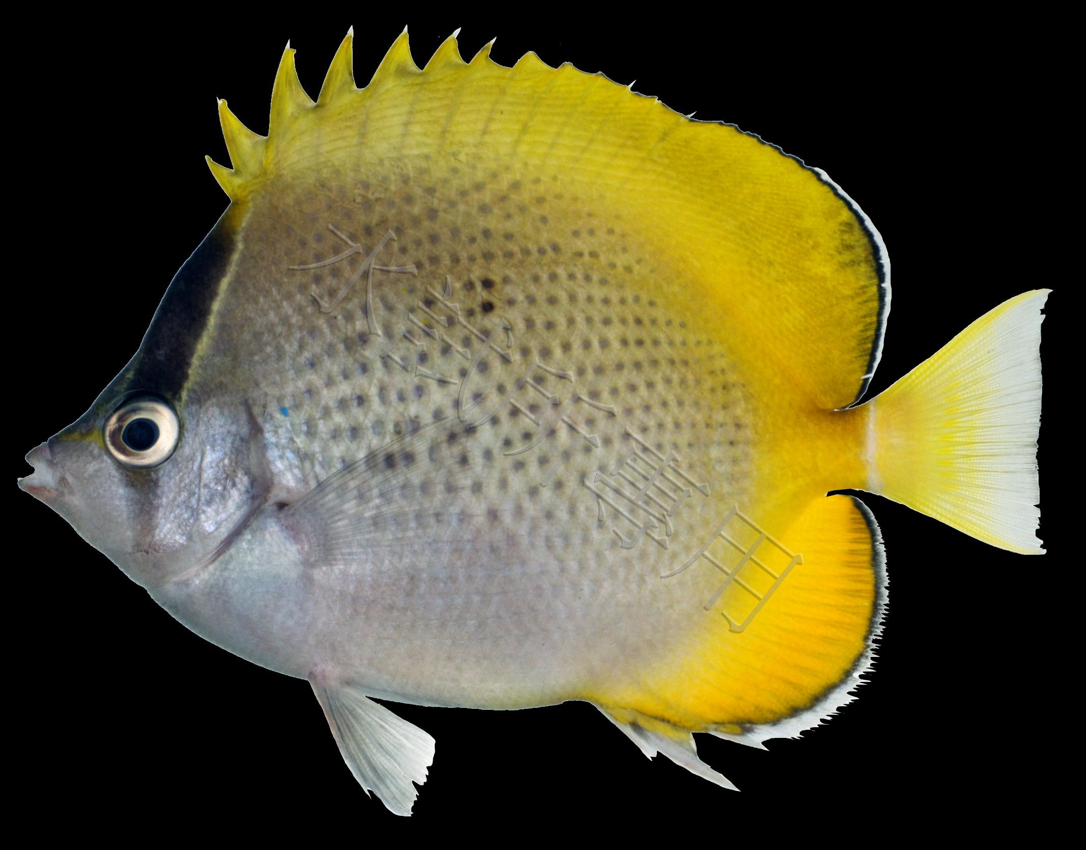 Chaetodon guentheri