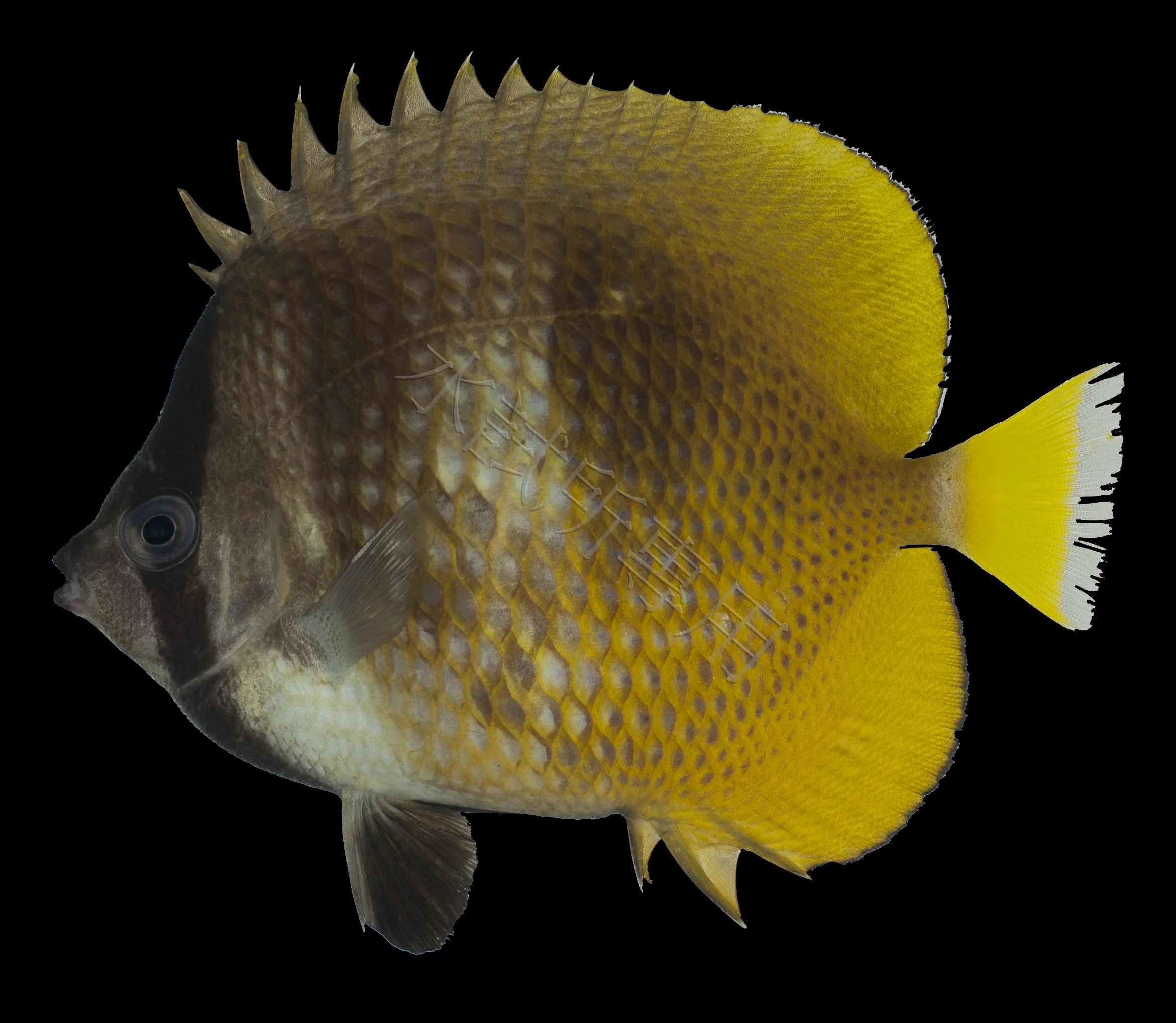 Chaetodon kleinii