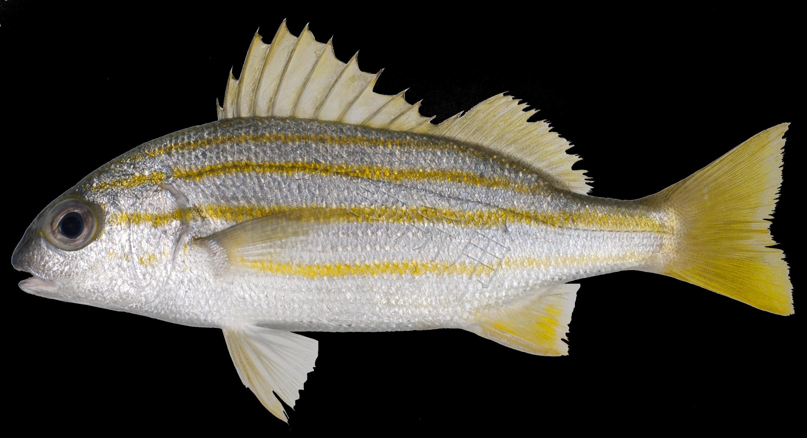 Pomadasys quadrilineatus