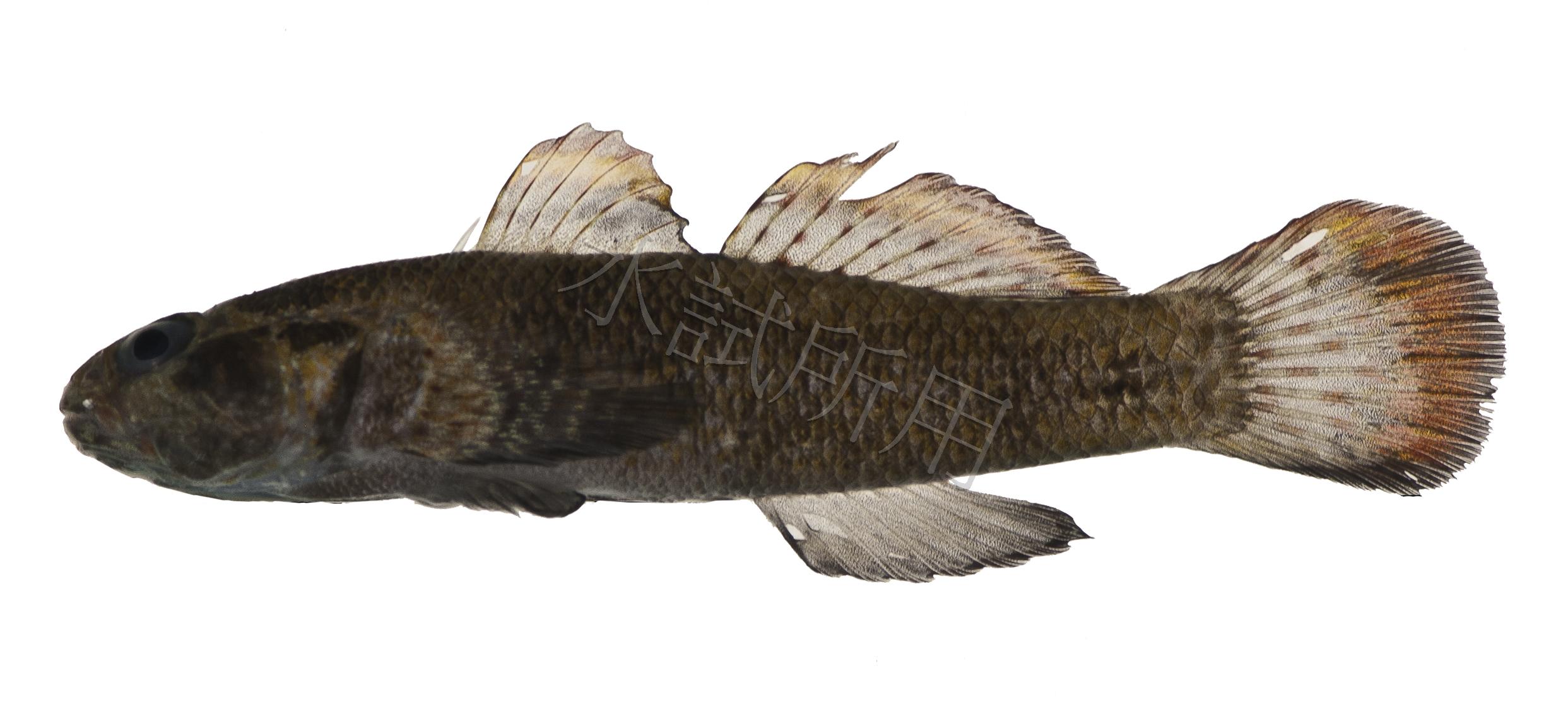 Bathygobius fuscus