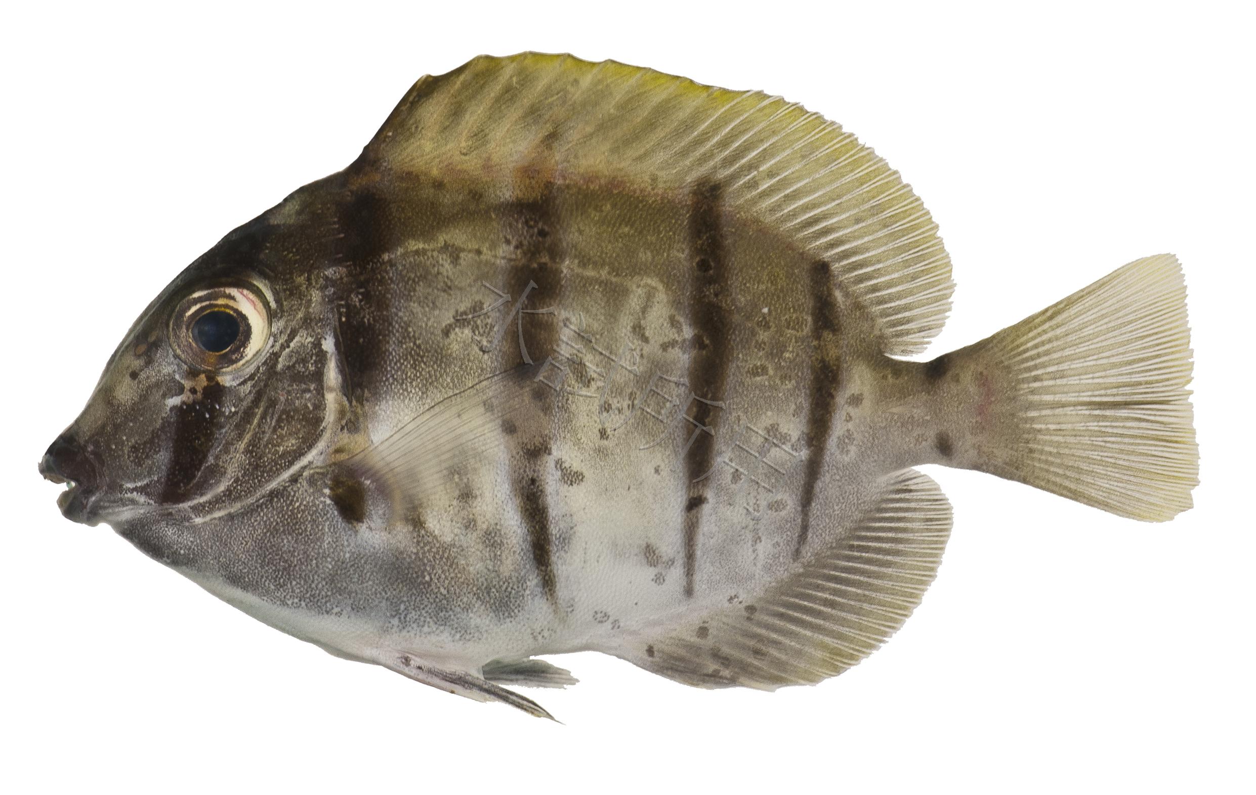 Acanthurus triostegus