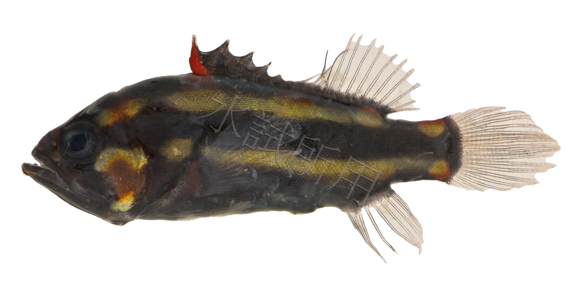 Grammistes sexlineatus