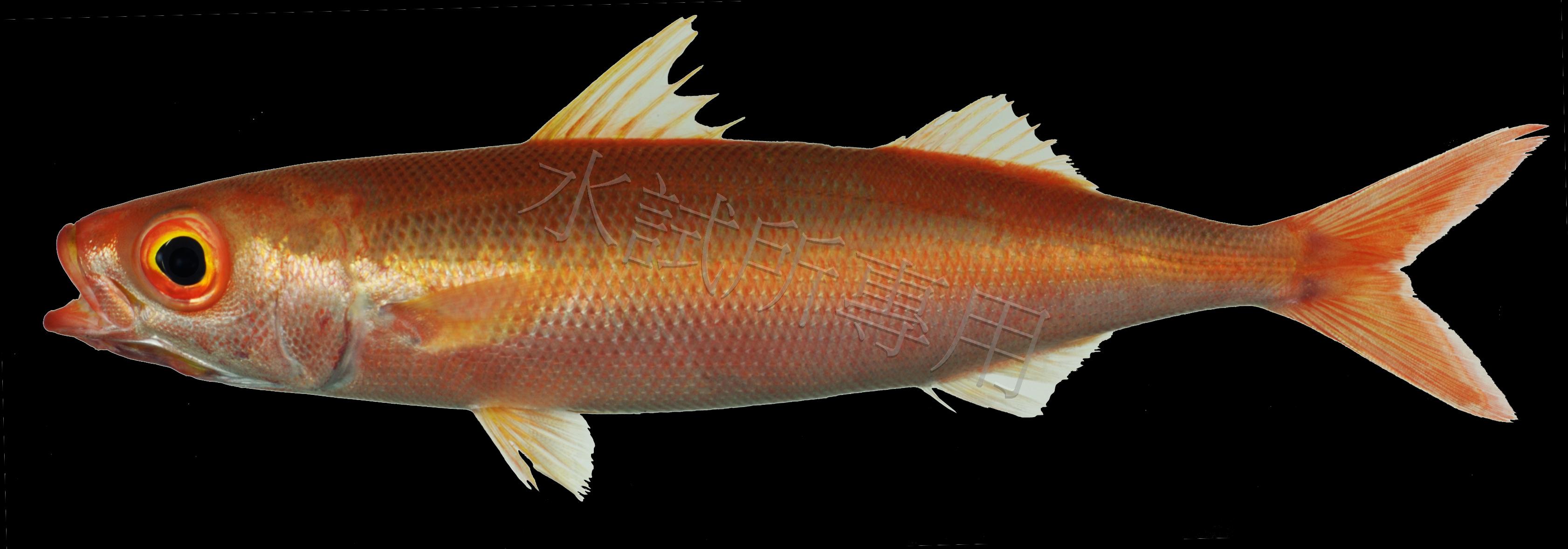 Emmelichthys struhsakeri