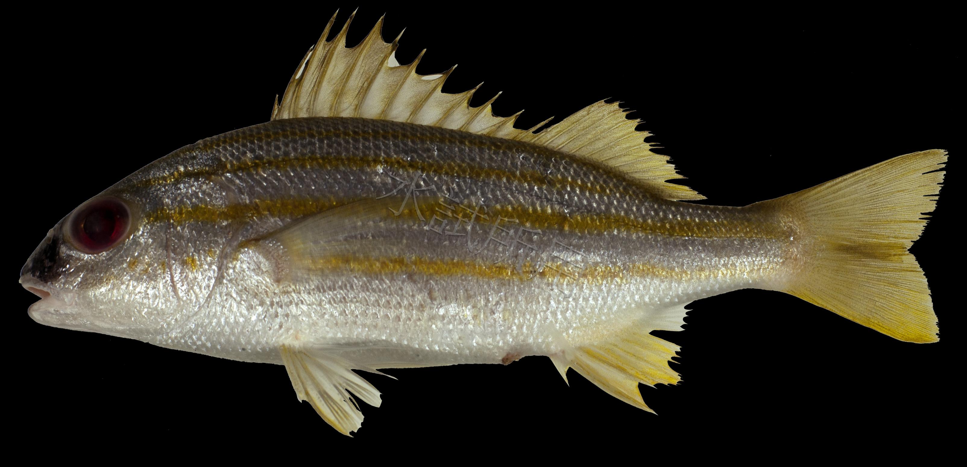 Pomadasys quadrilineatus