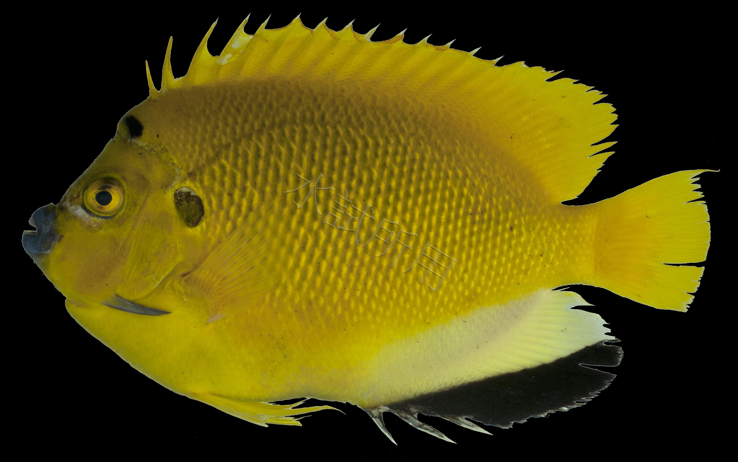 Apolemichthys trimaculatus