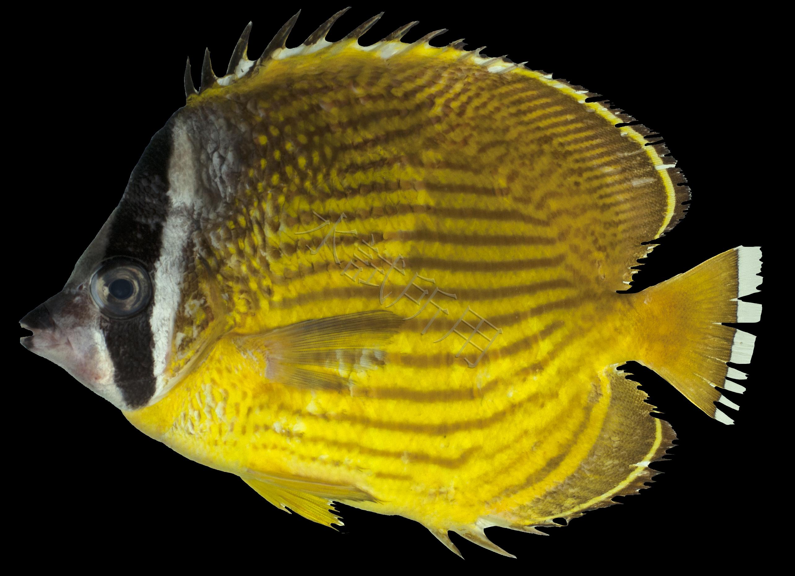 Chaetodon auripes