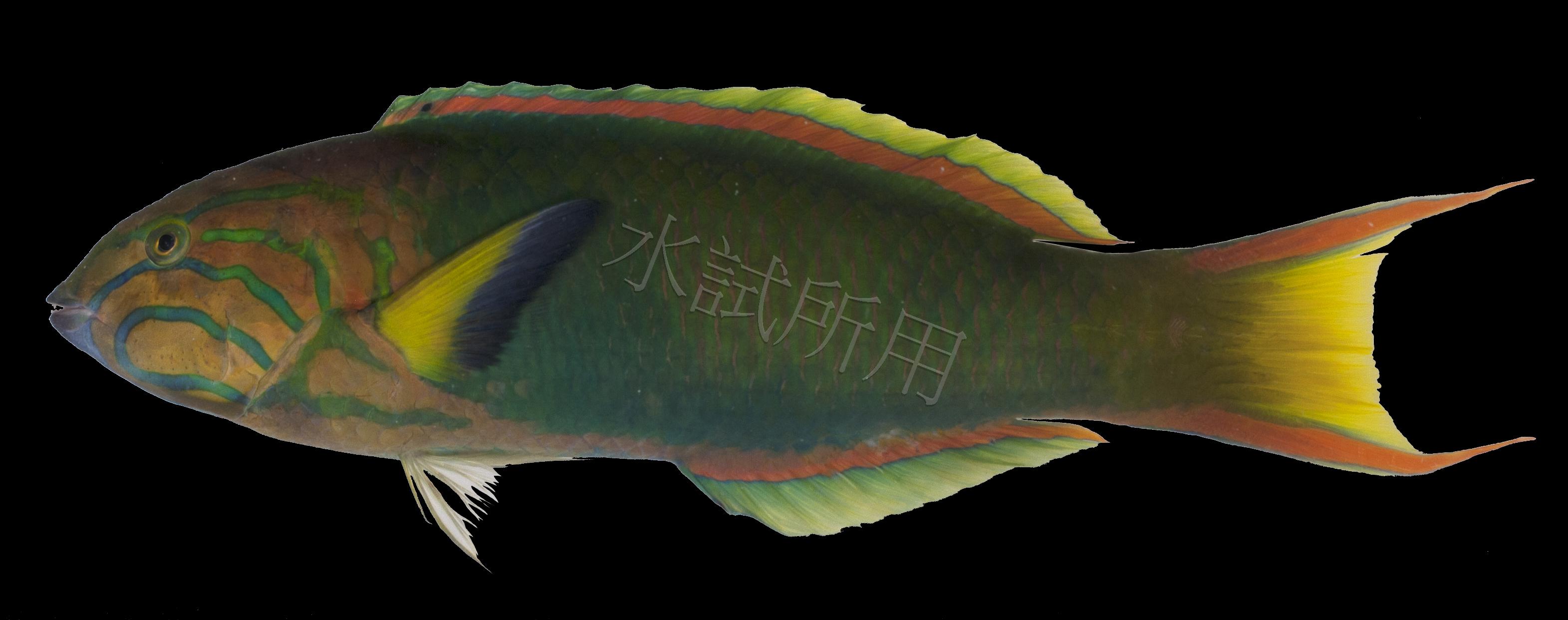 Thalassoma lutescens