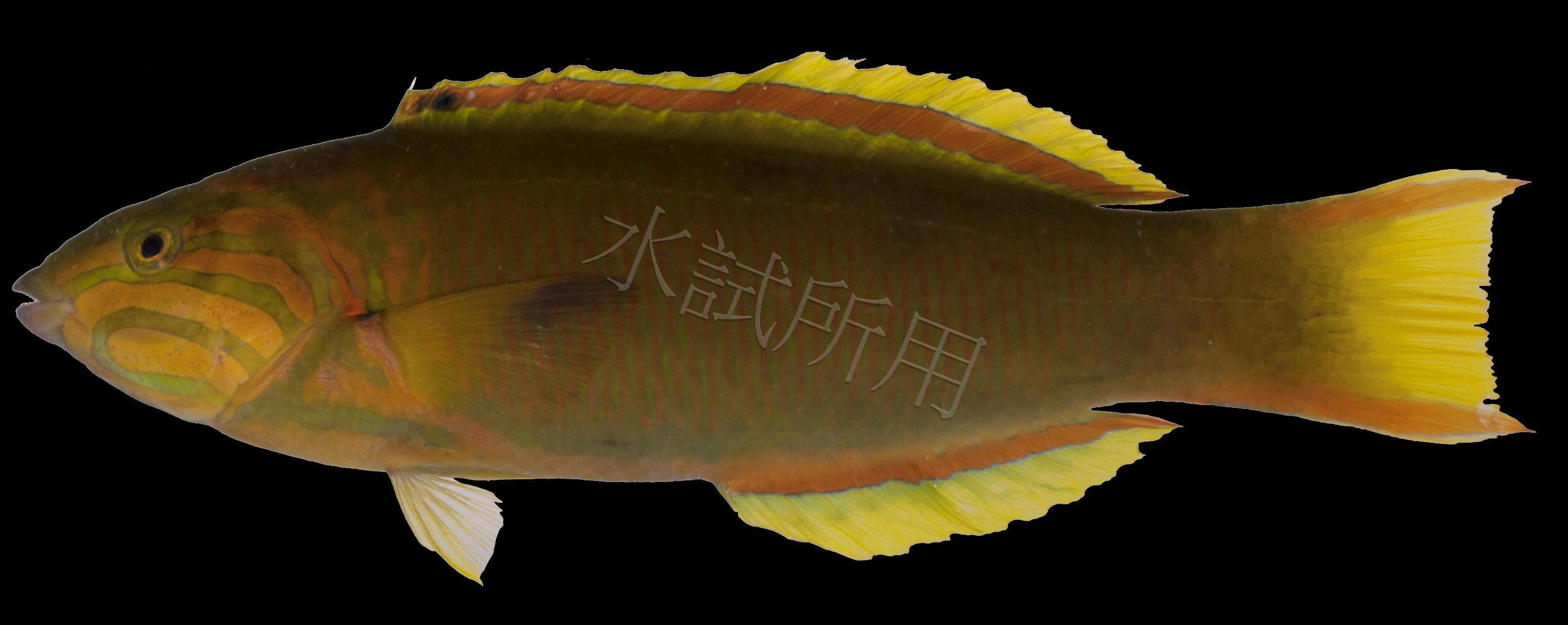 Thalassoma lutescens