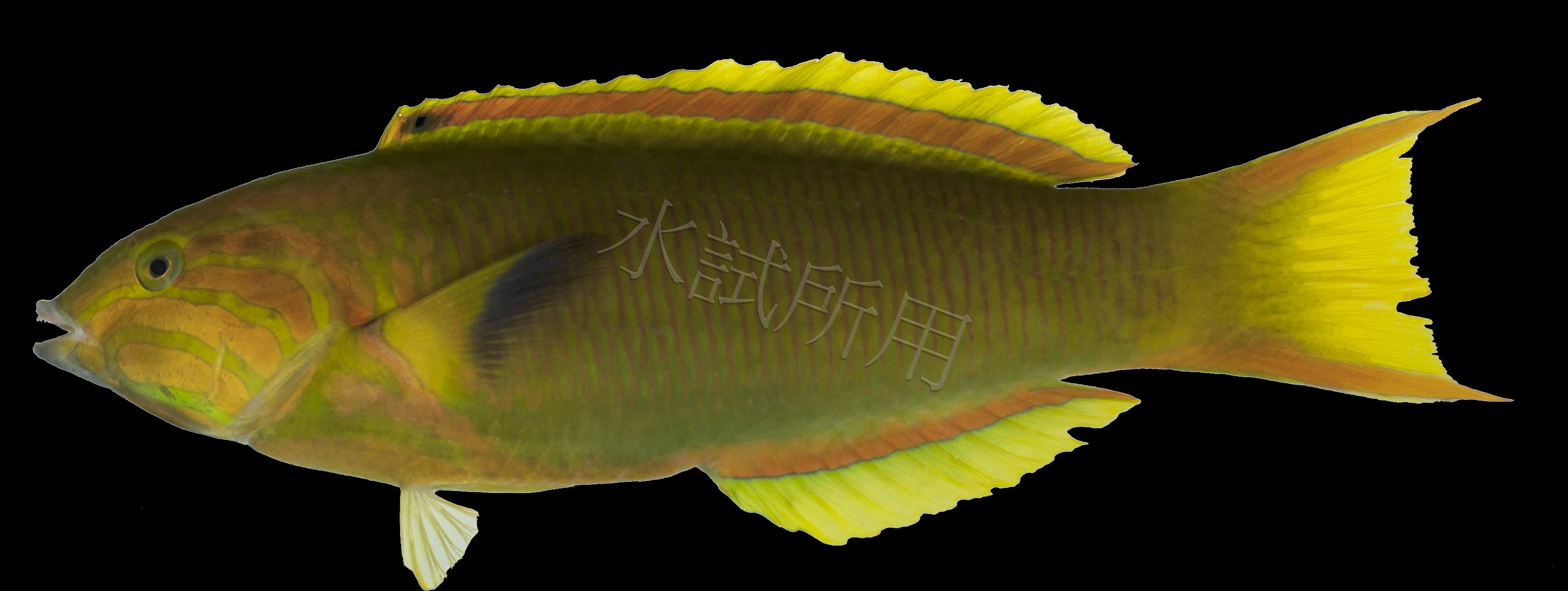 Thalassoma lutescens