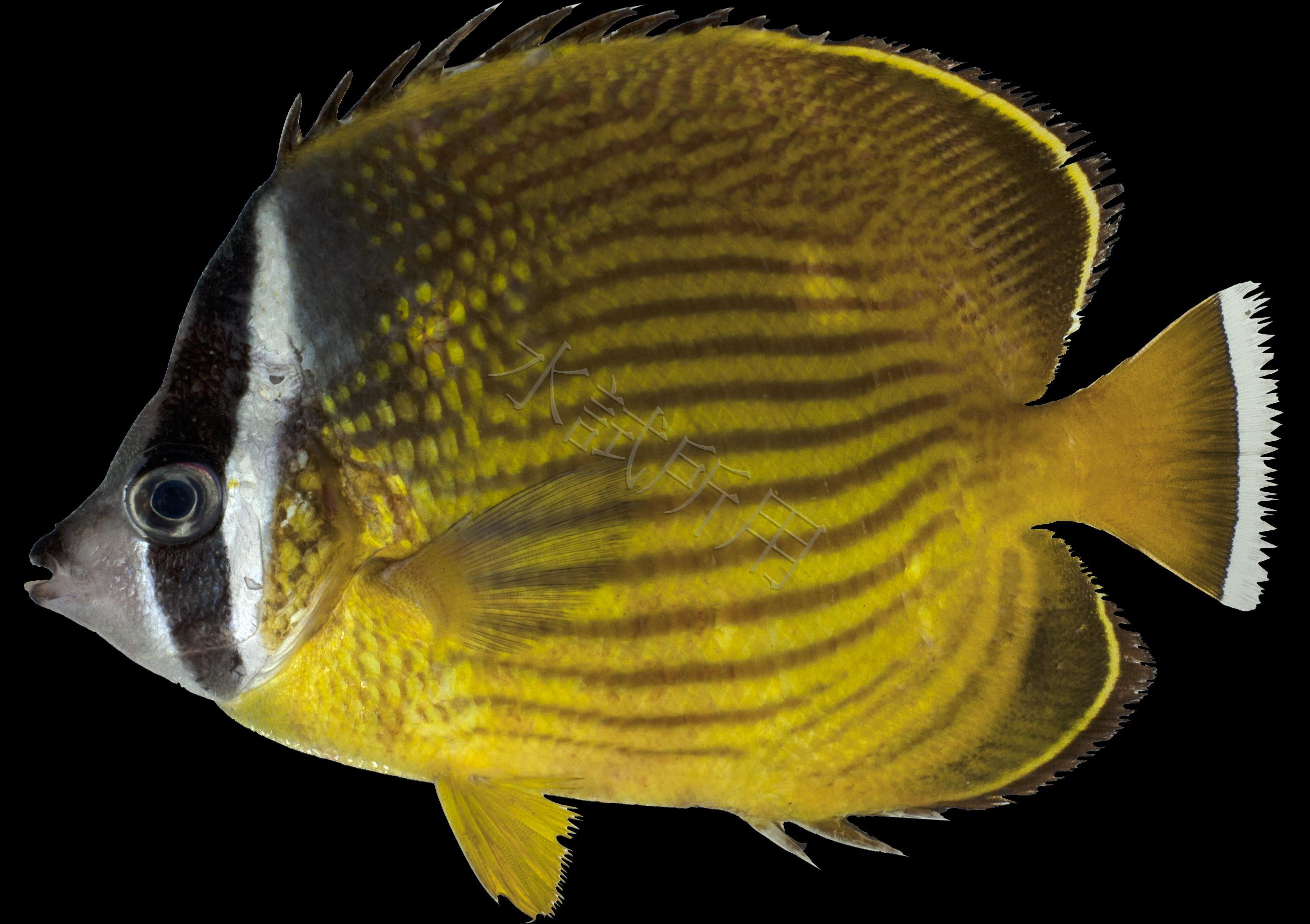 Chaetodon auripes