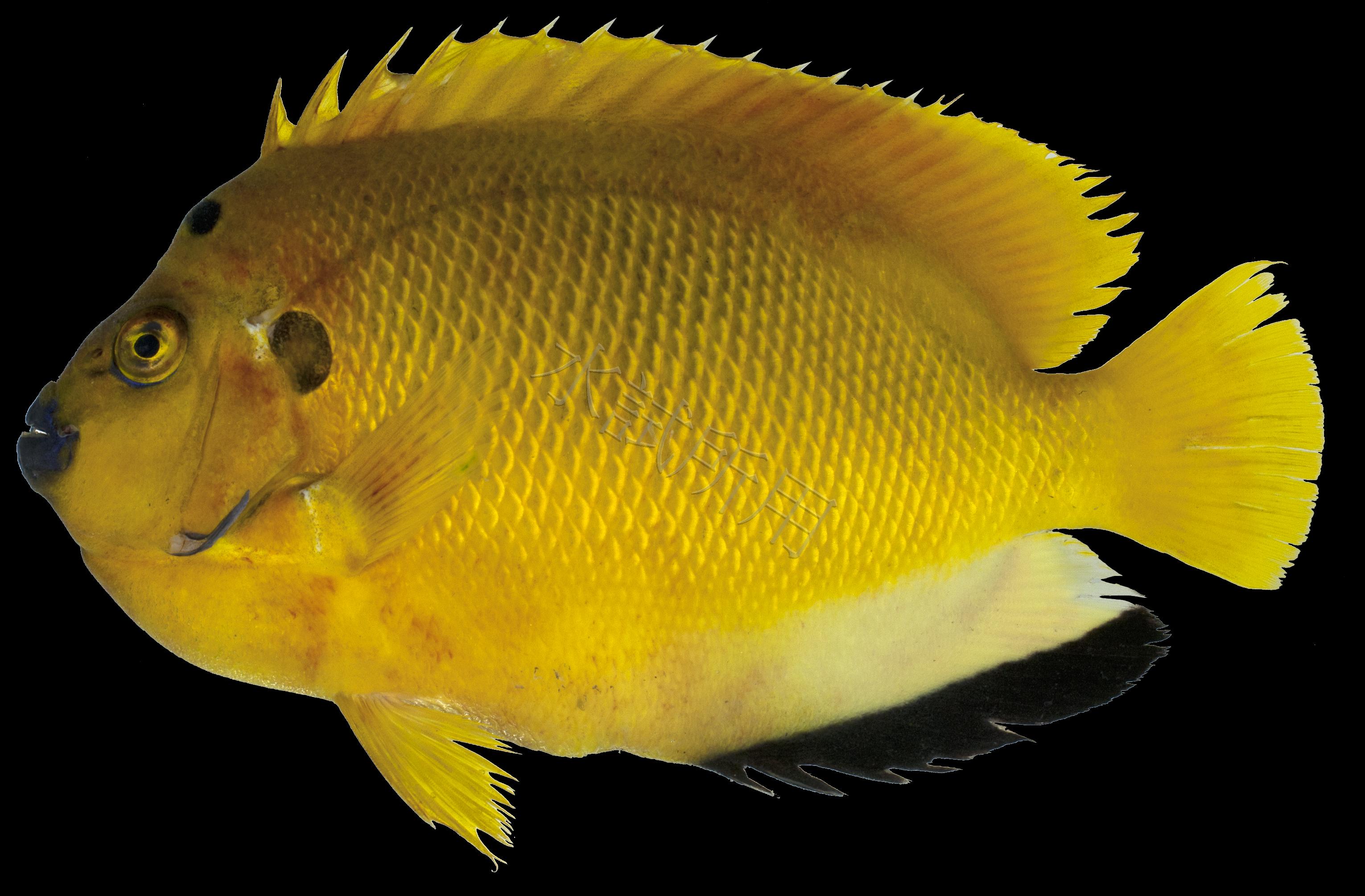 Apolemichthys trimaculatus