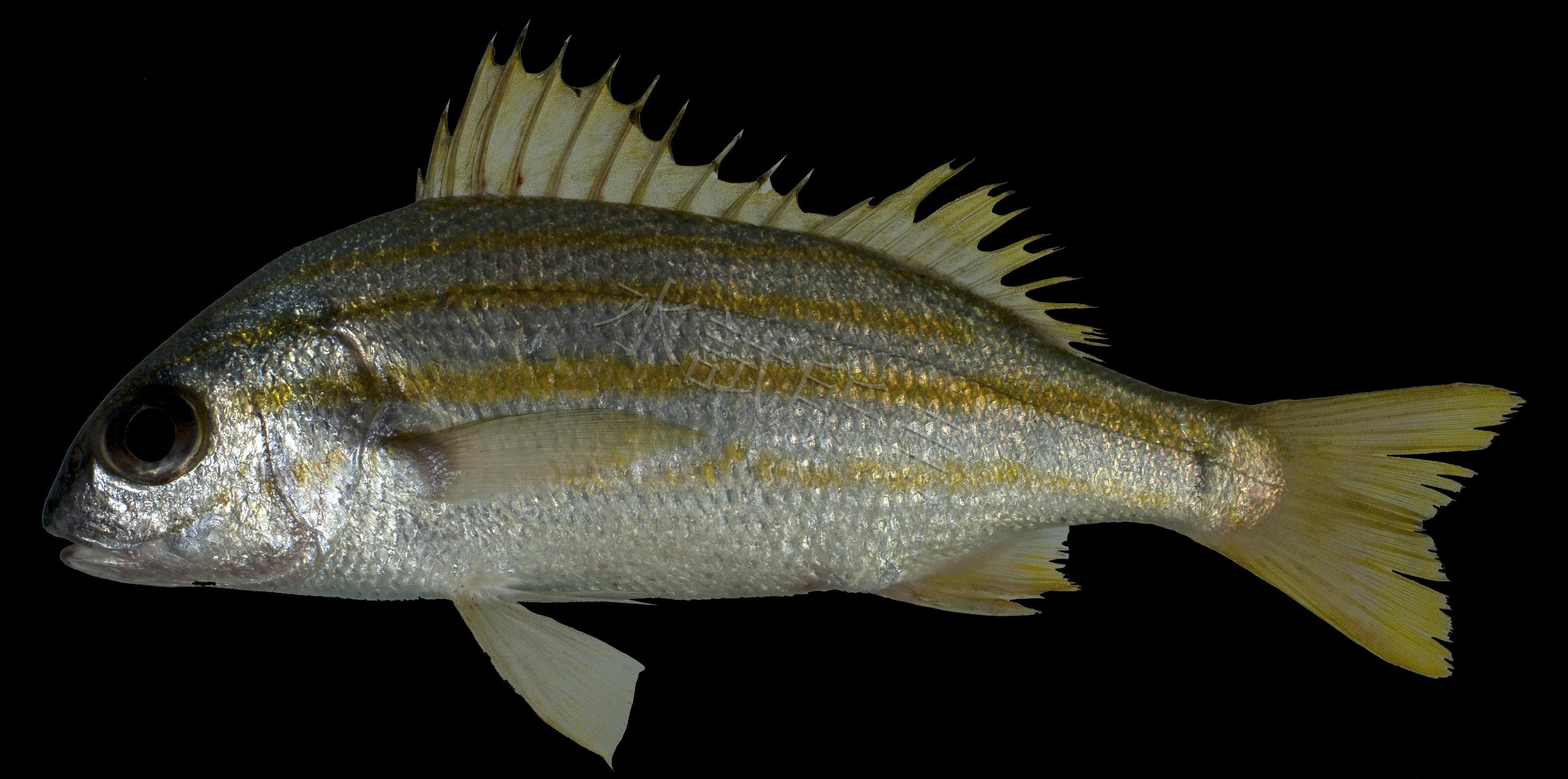 Pomadasys quadrilineatus