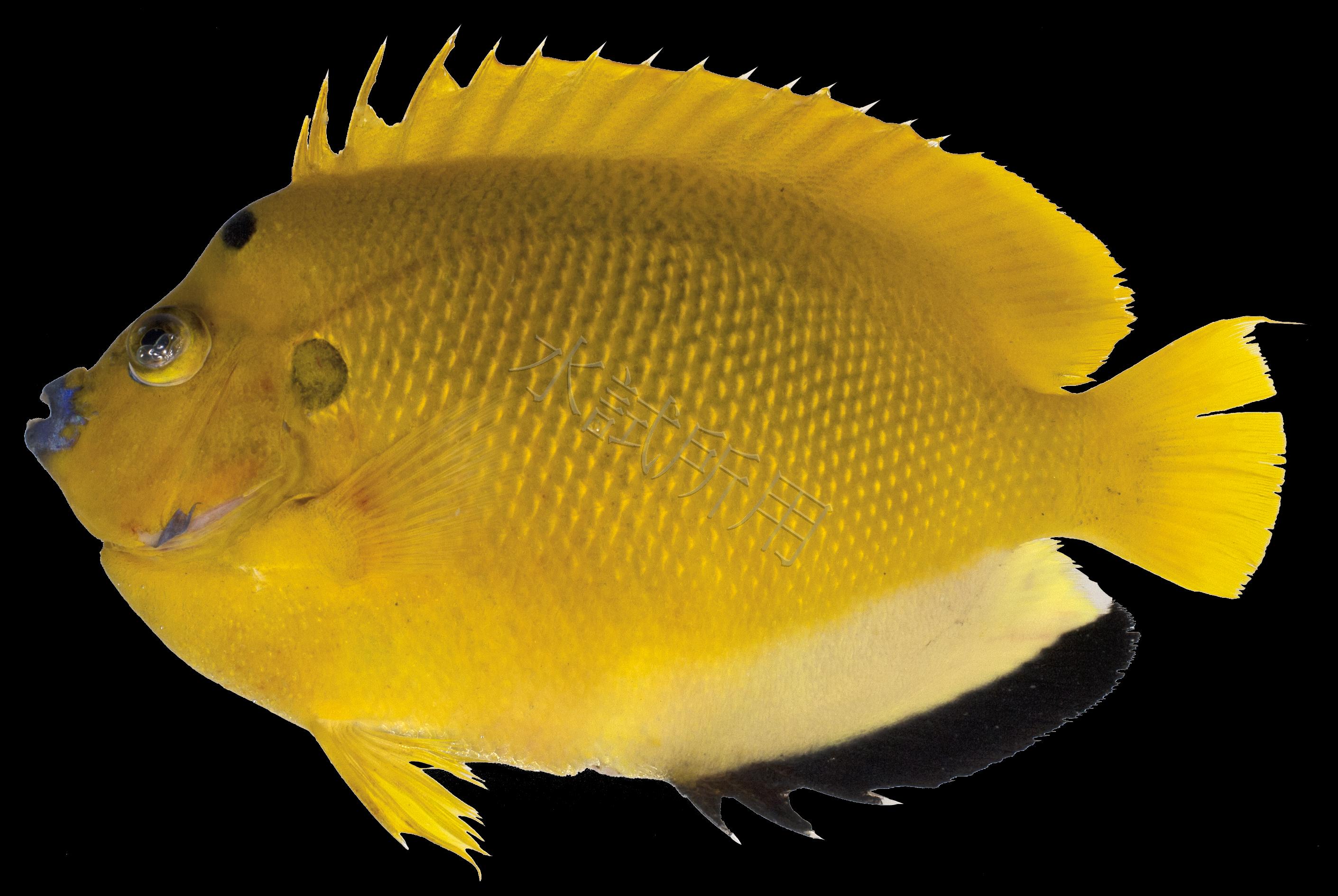 Apolemichthys trimaculatus