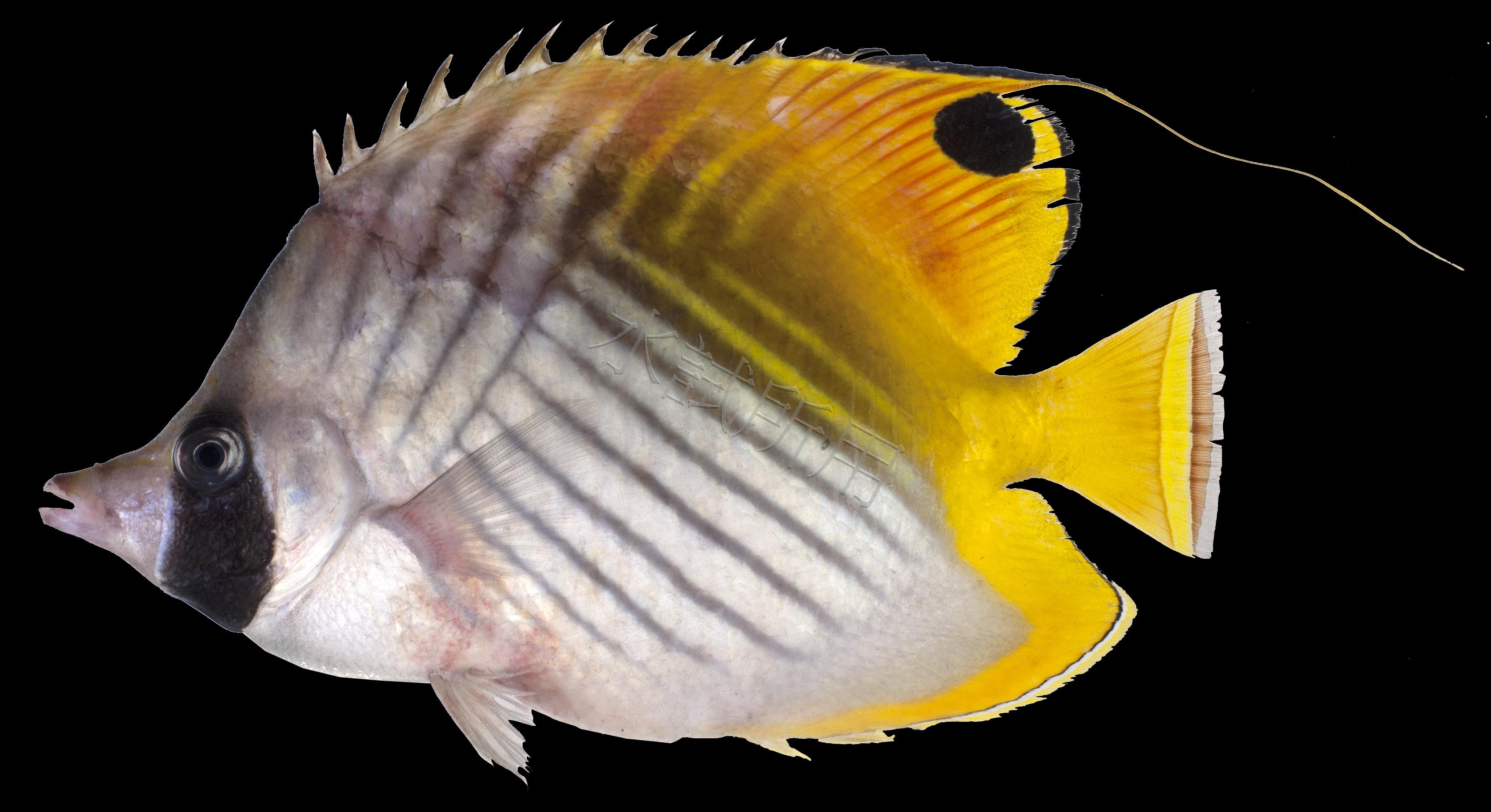 Chaetodon auriga