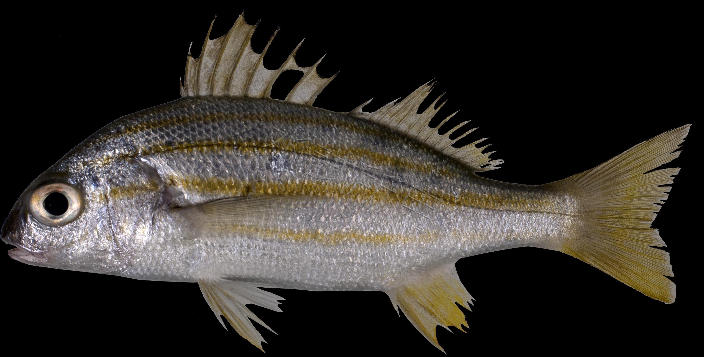 Pomadasys quadrilineatus