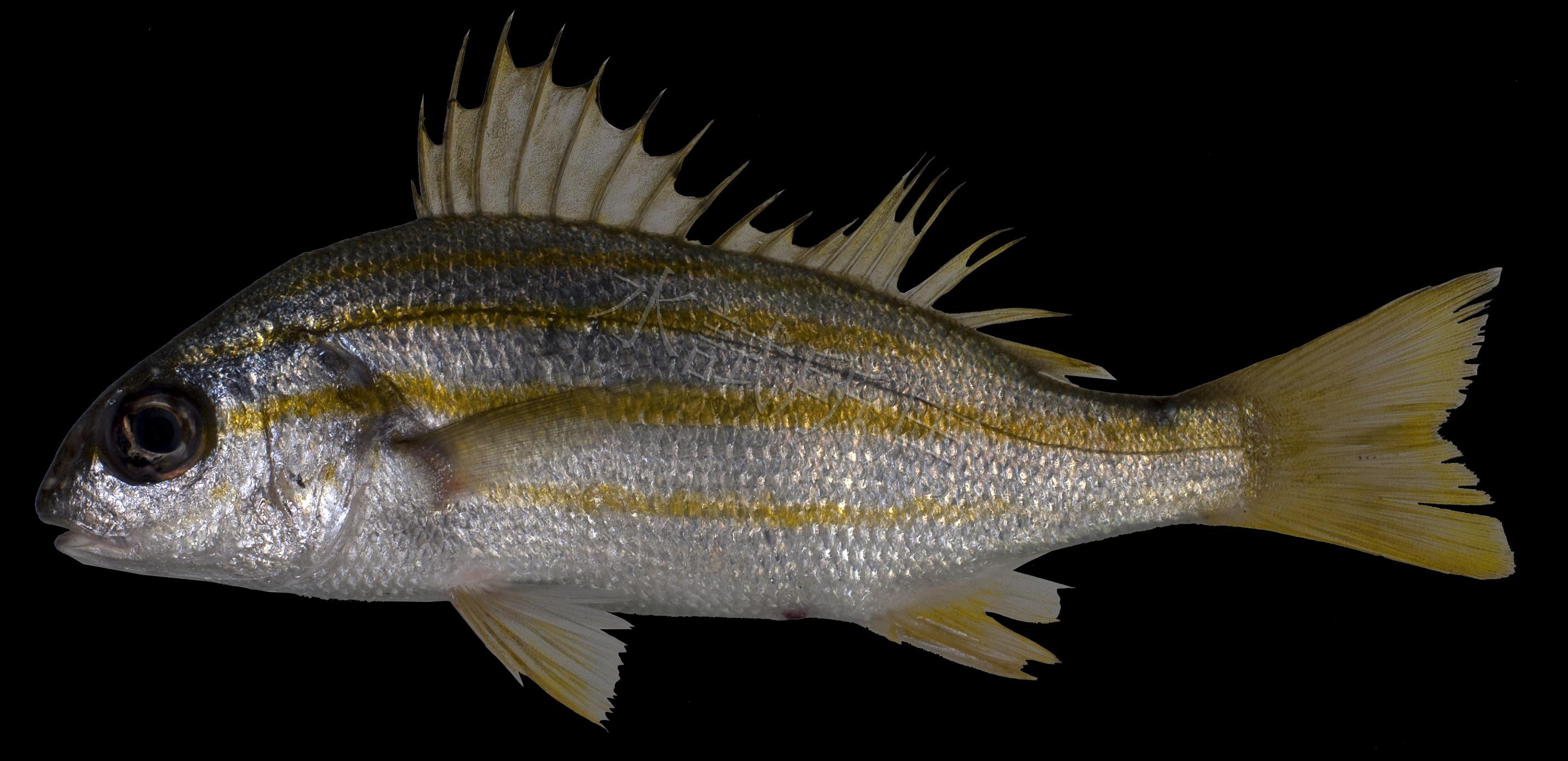 Pomadasys quadrilineatus