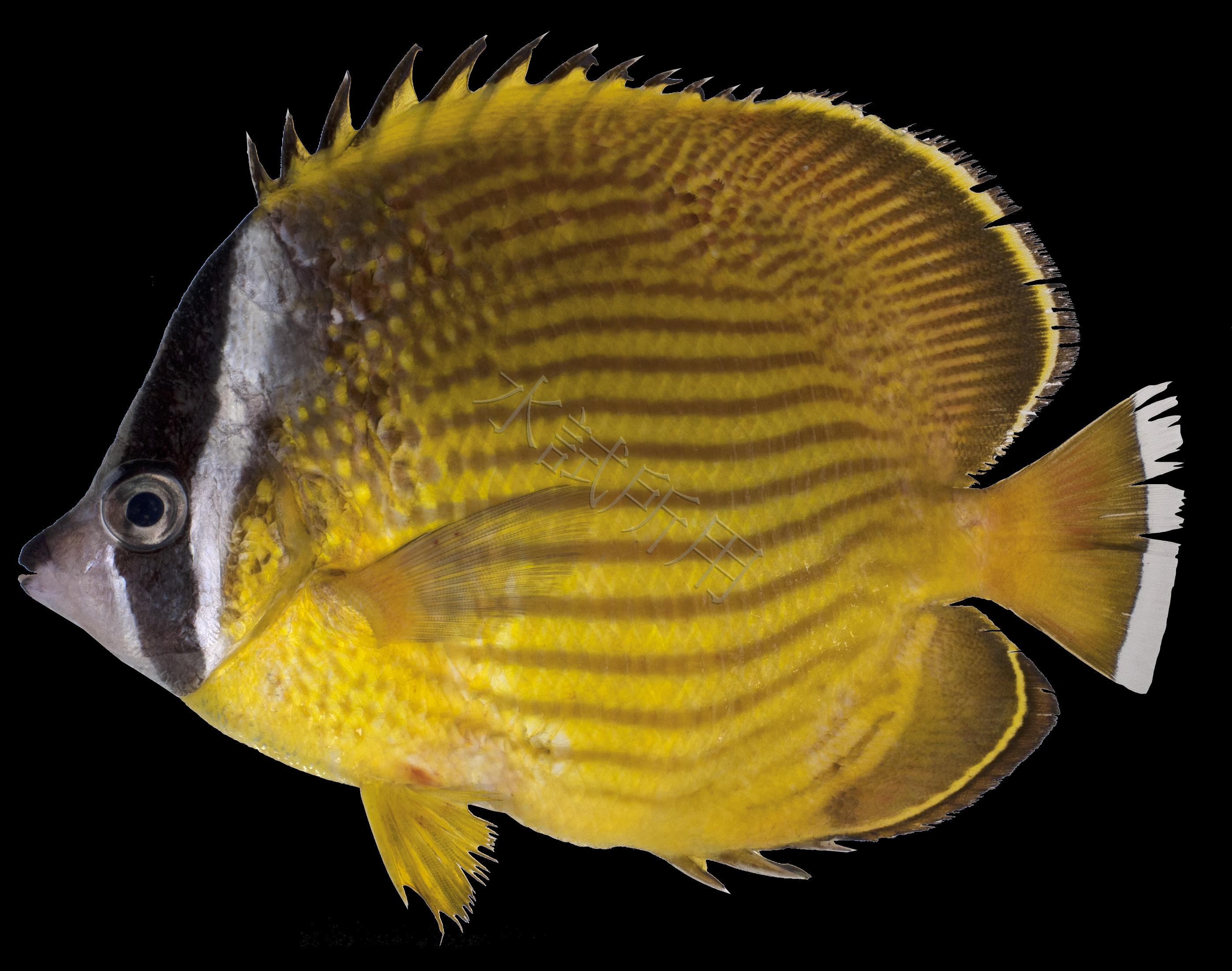 Chaetodon auripes