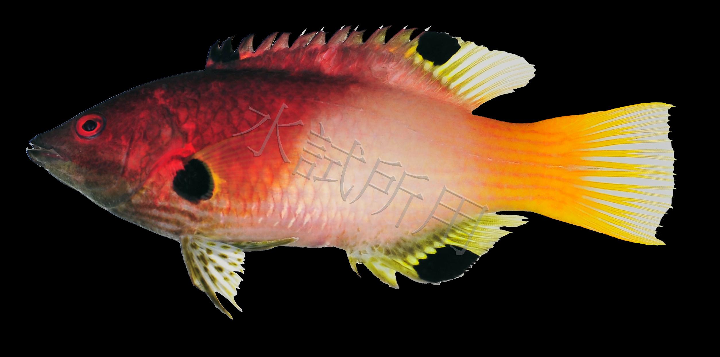 Bodianus axillaris