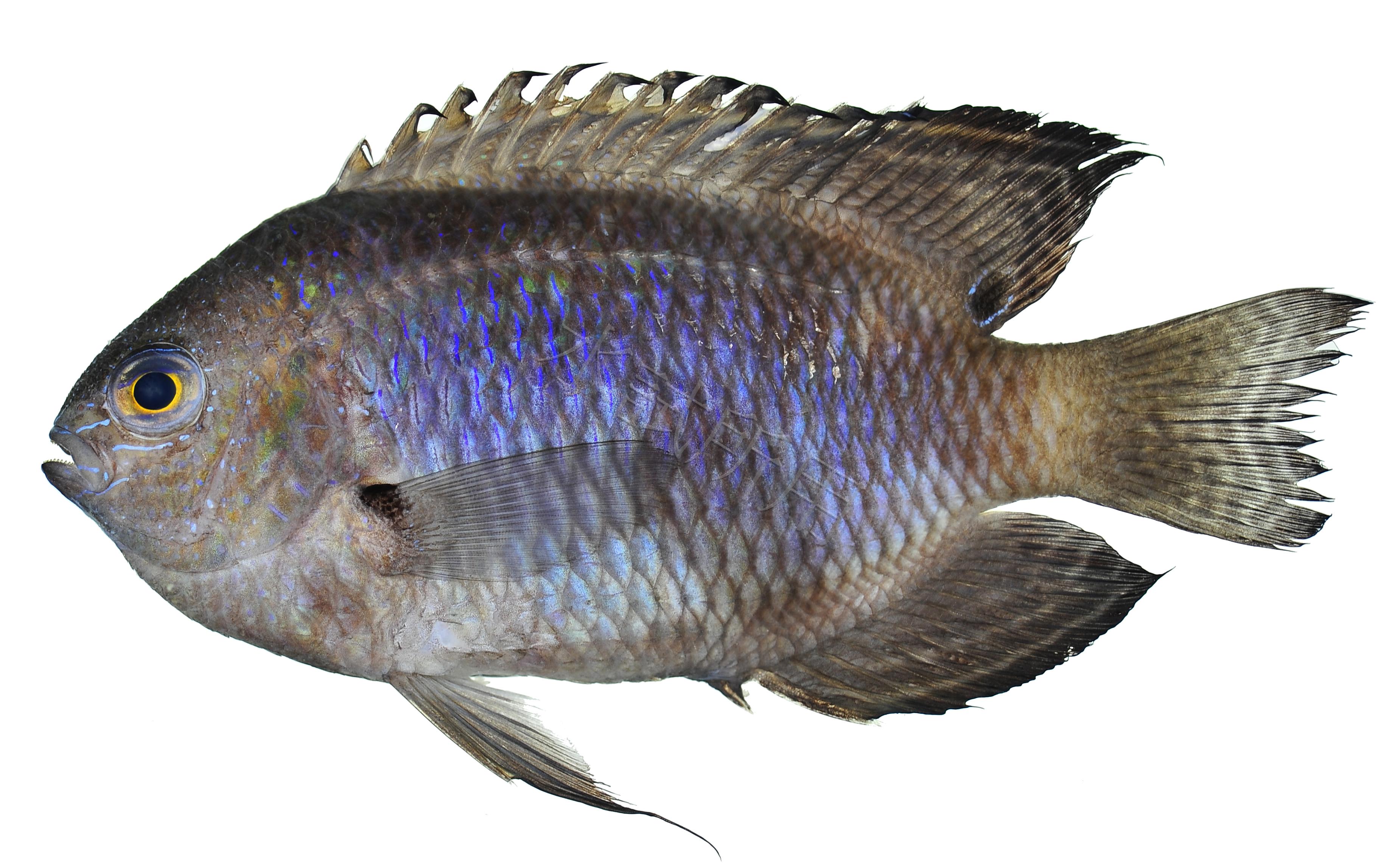 Pomacentrus nagasakiensis