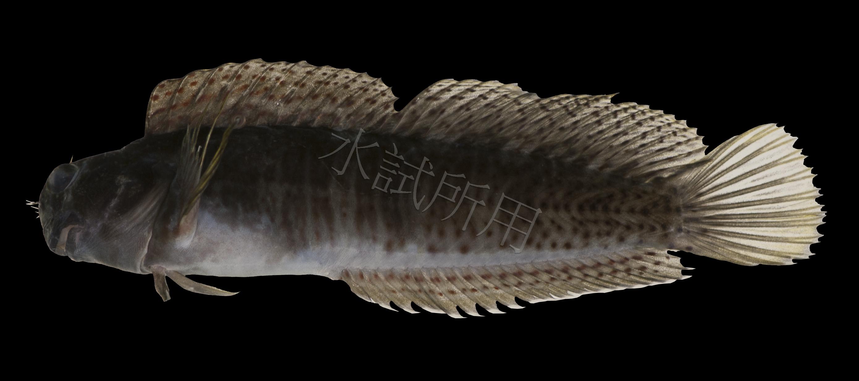 Istiblennius edentulus