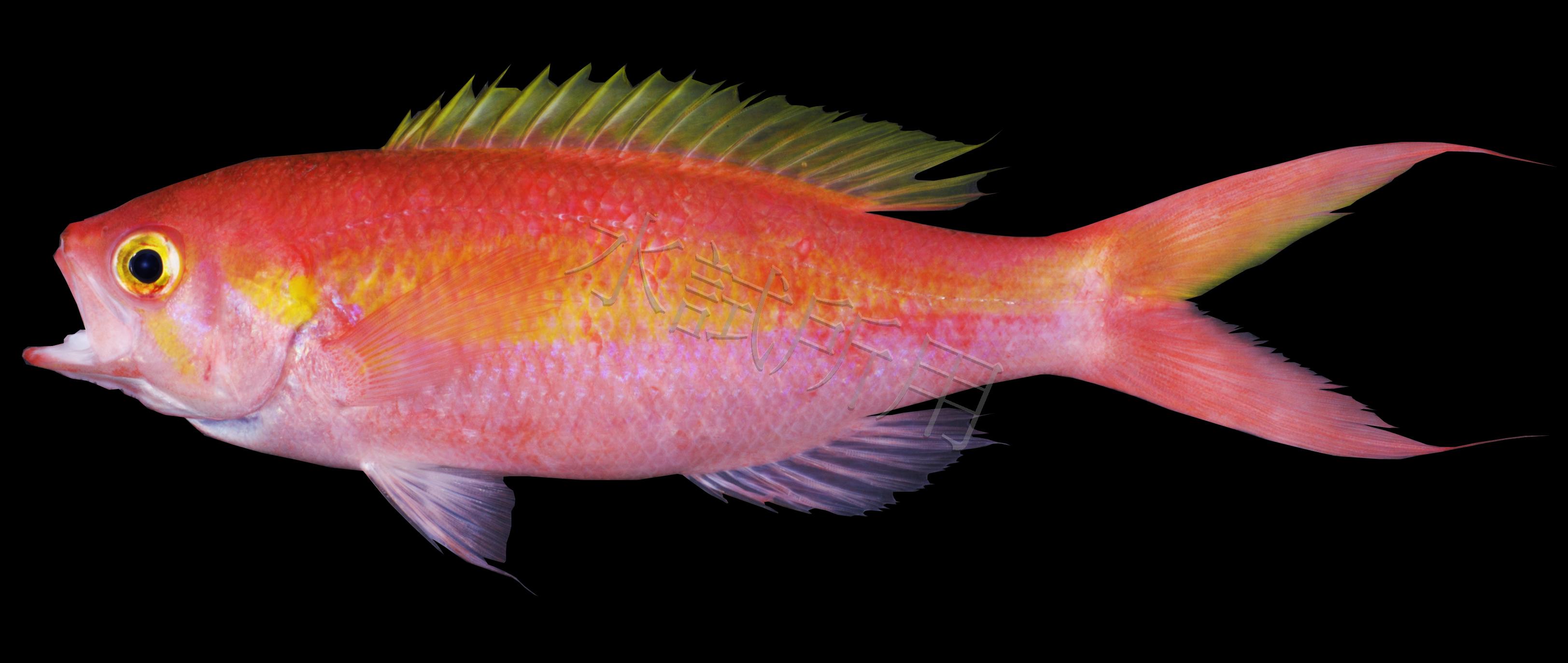 Symphysanodon katayamai