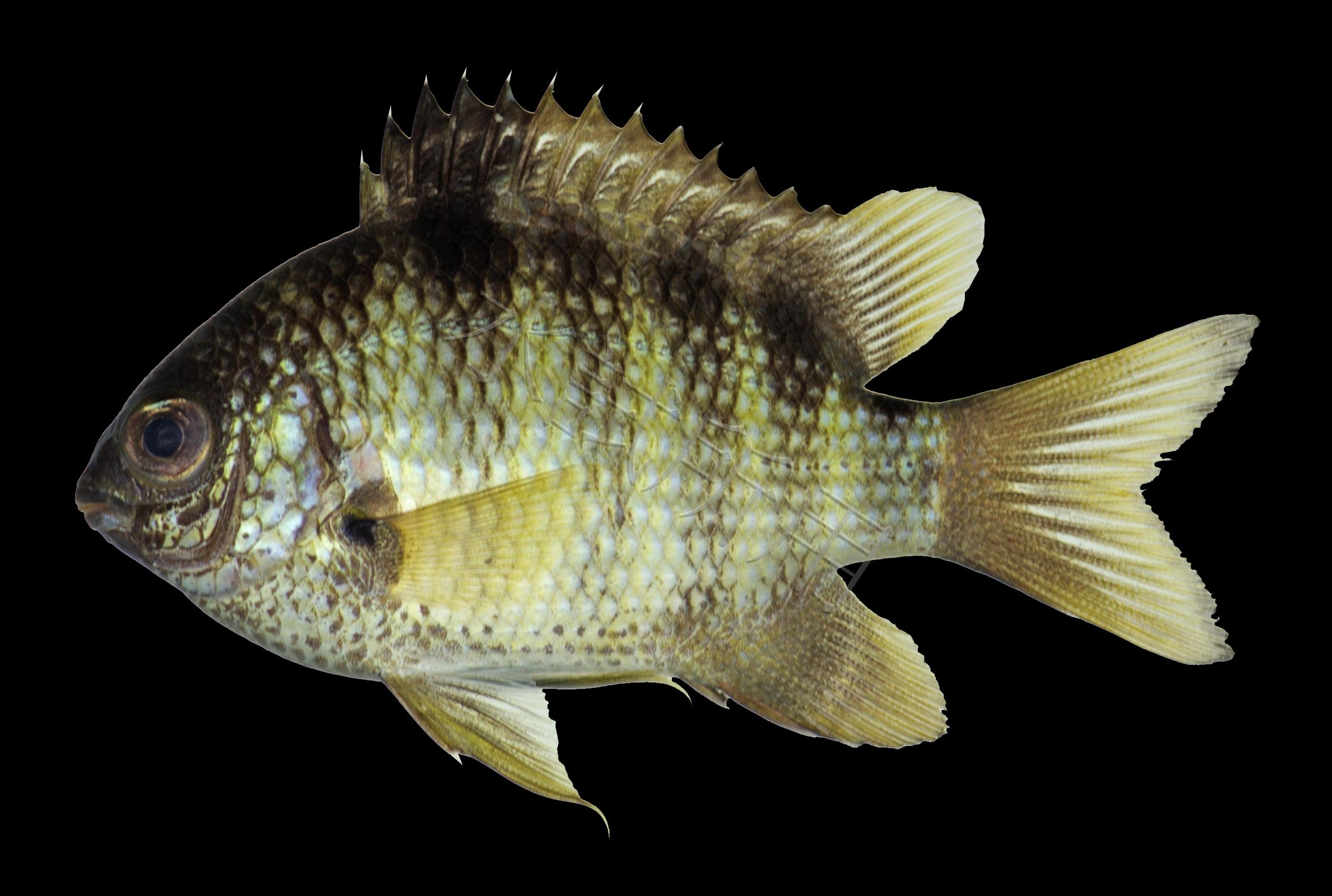 Abudefduf septemfasciatus