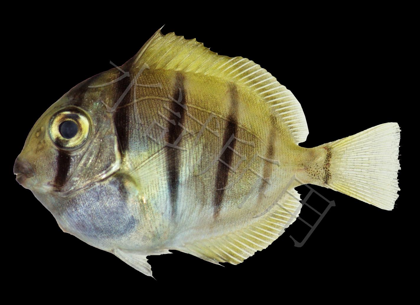 Acanthurus triostegus