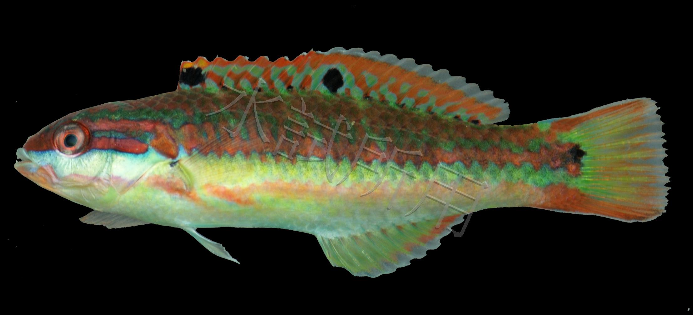 Thalassoma quinquevittatum