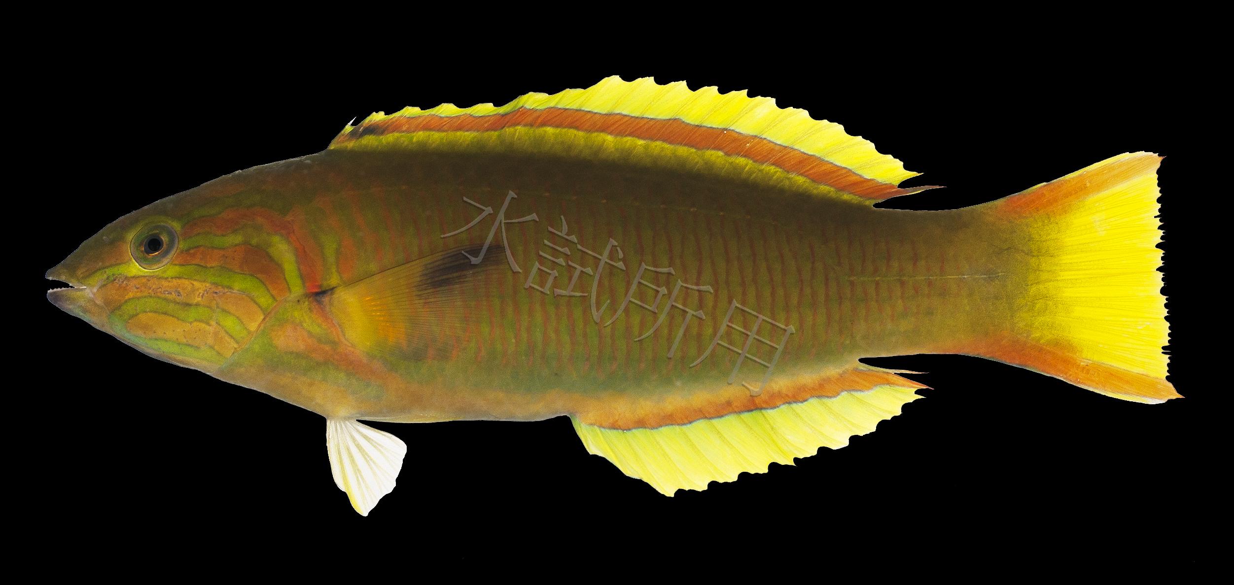 Thalassoma lutescens