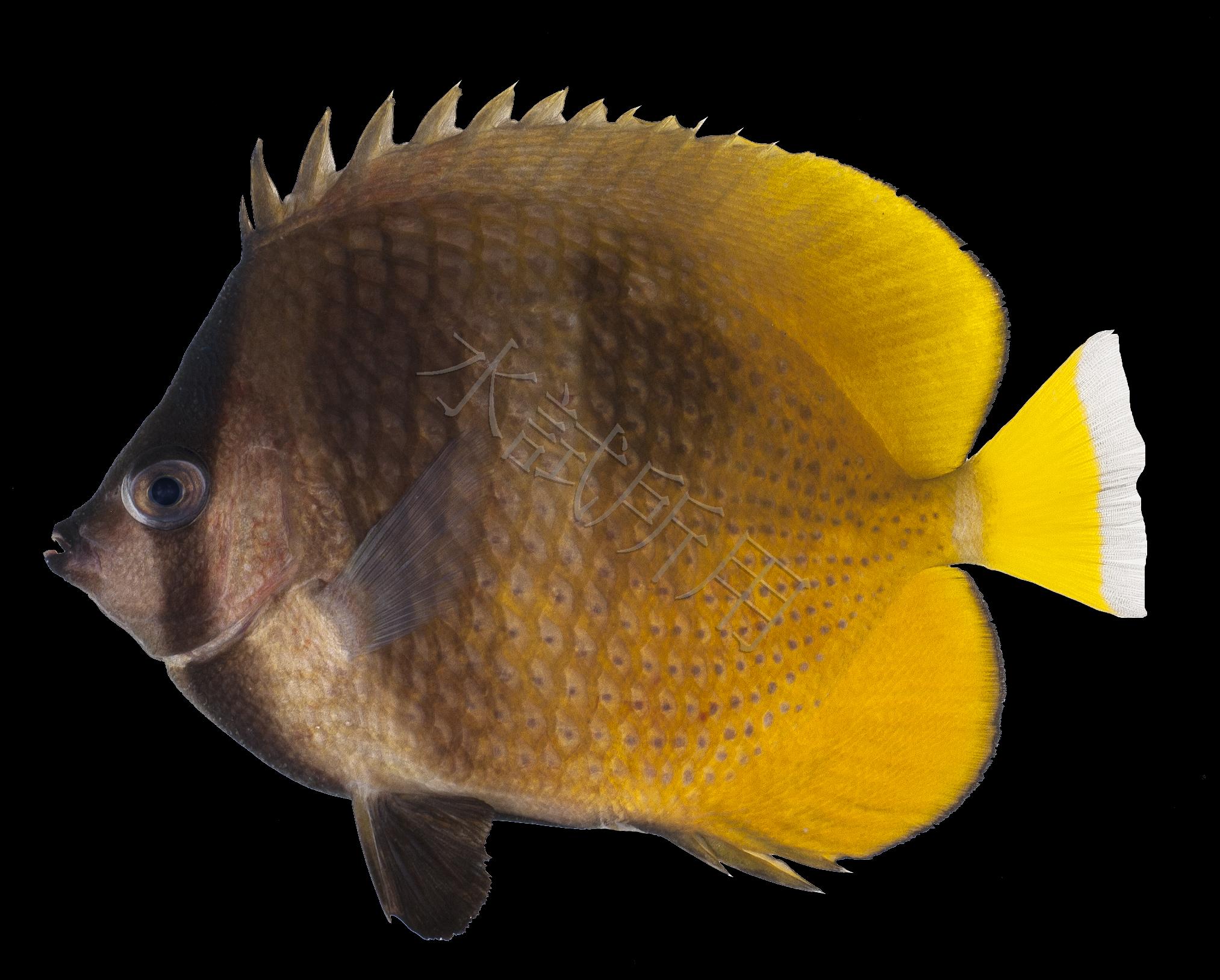 Chaetodon kleinii