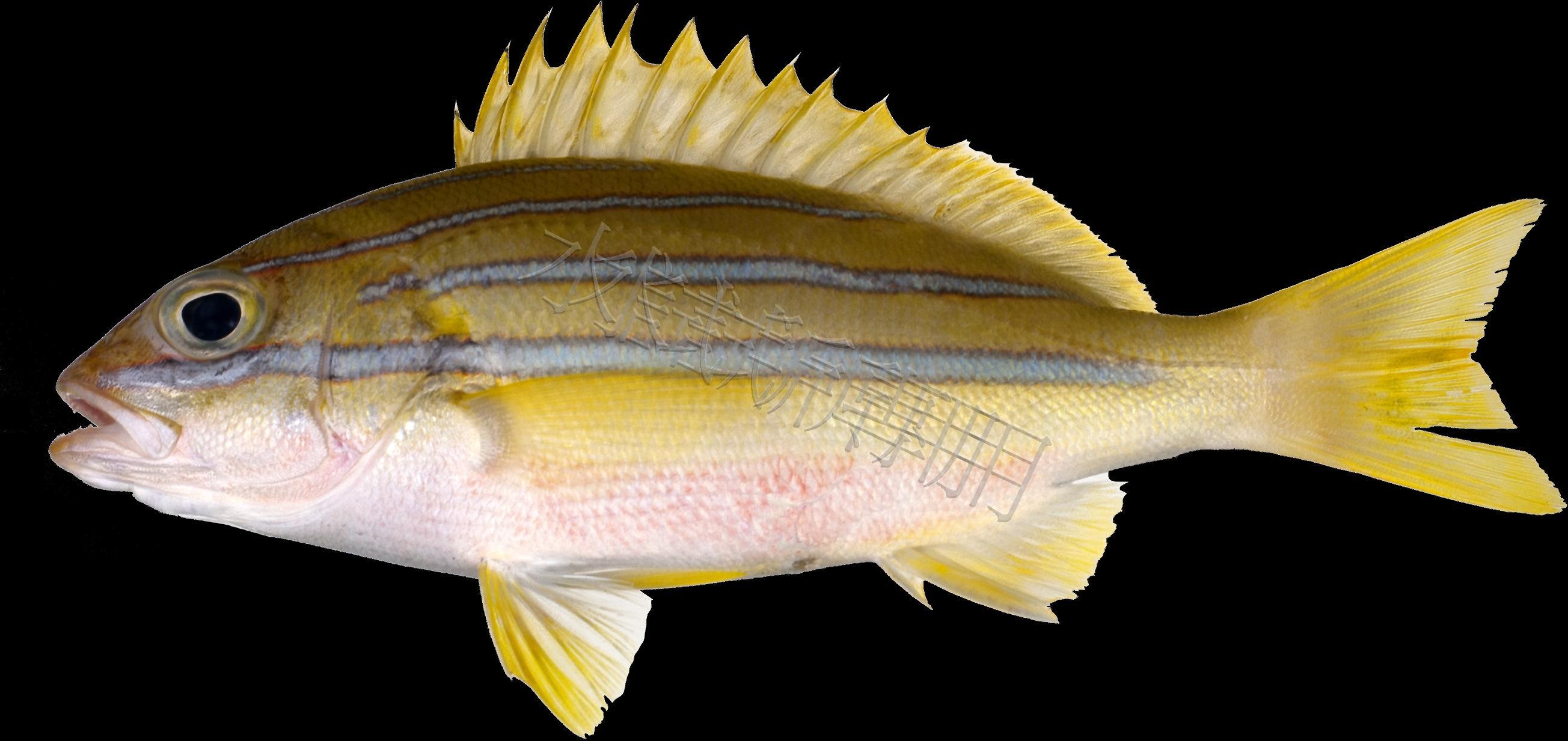 Lutjanus bengalensis