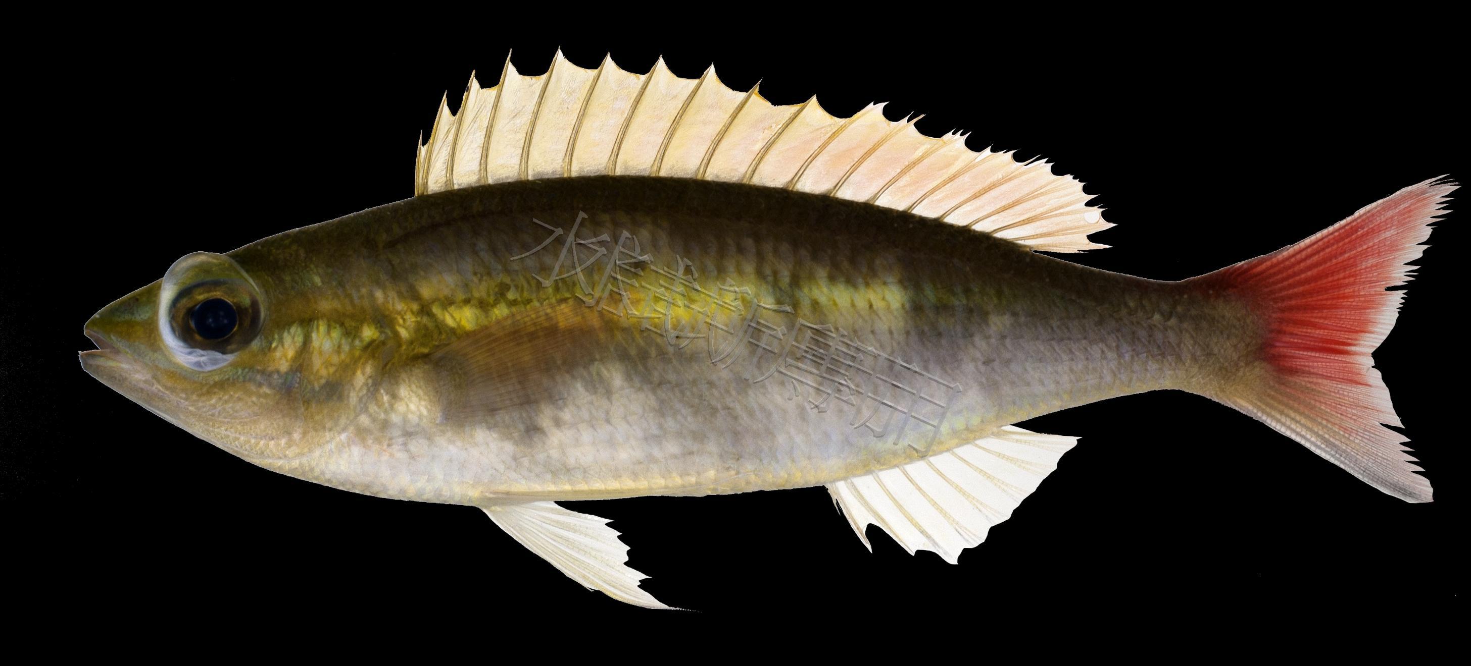 Pentapodus nagasakiensis