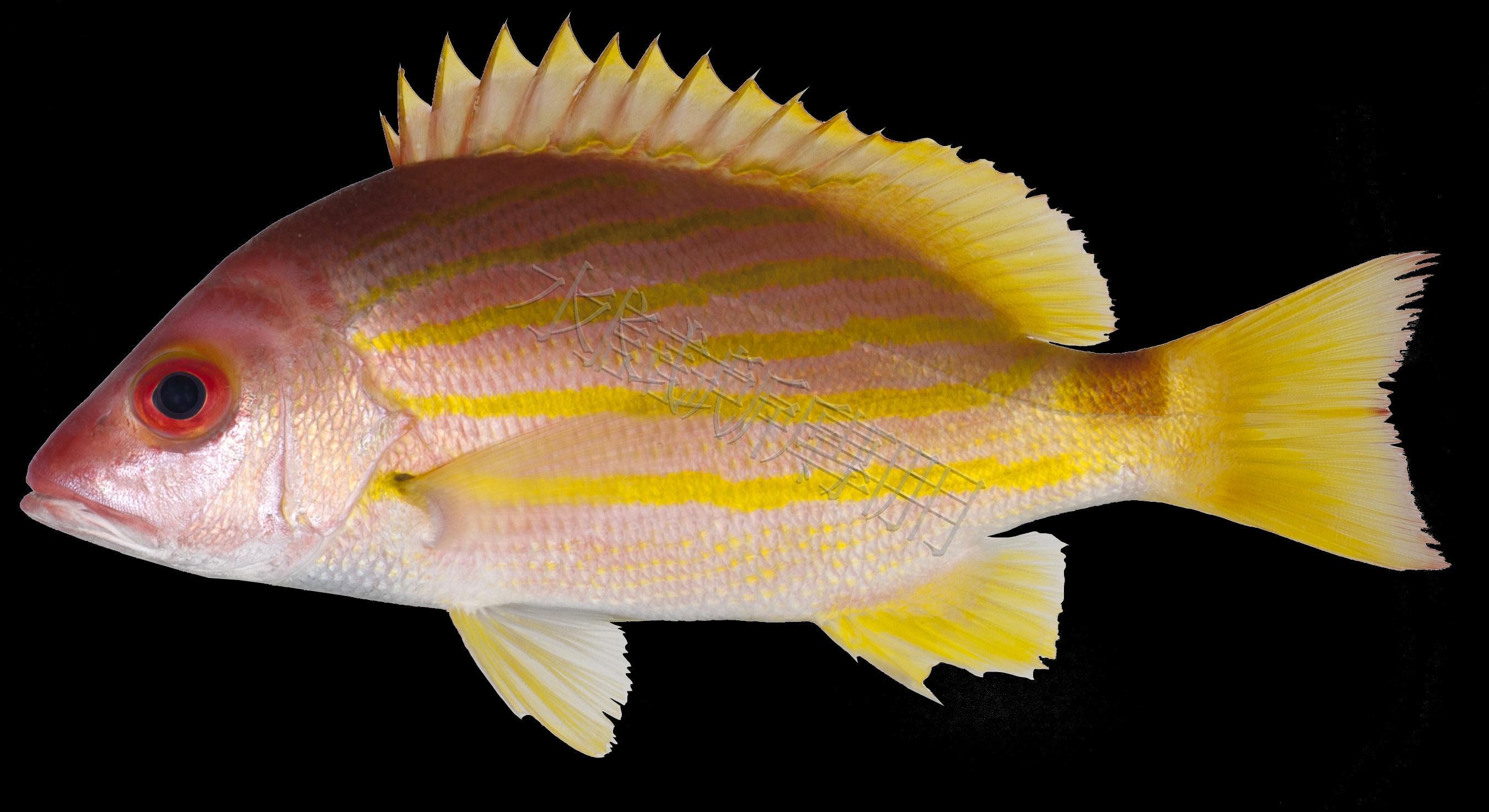 Lutjanus dodecacanthoides