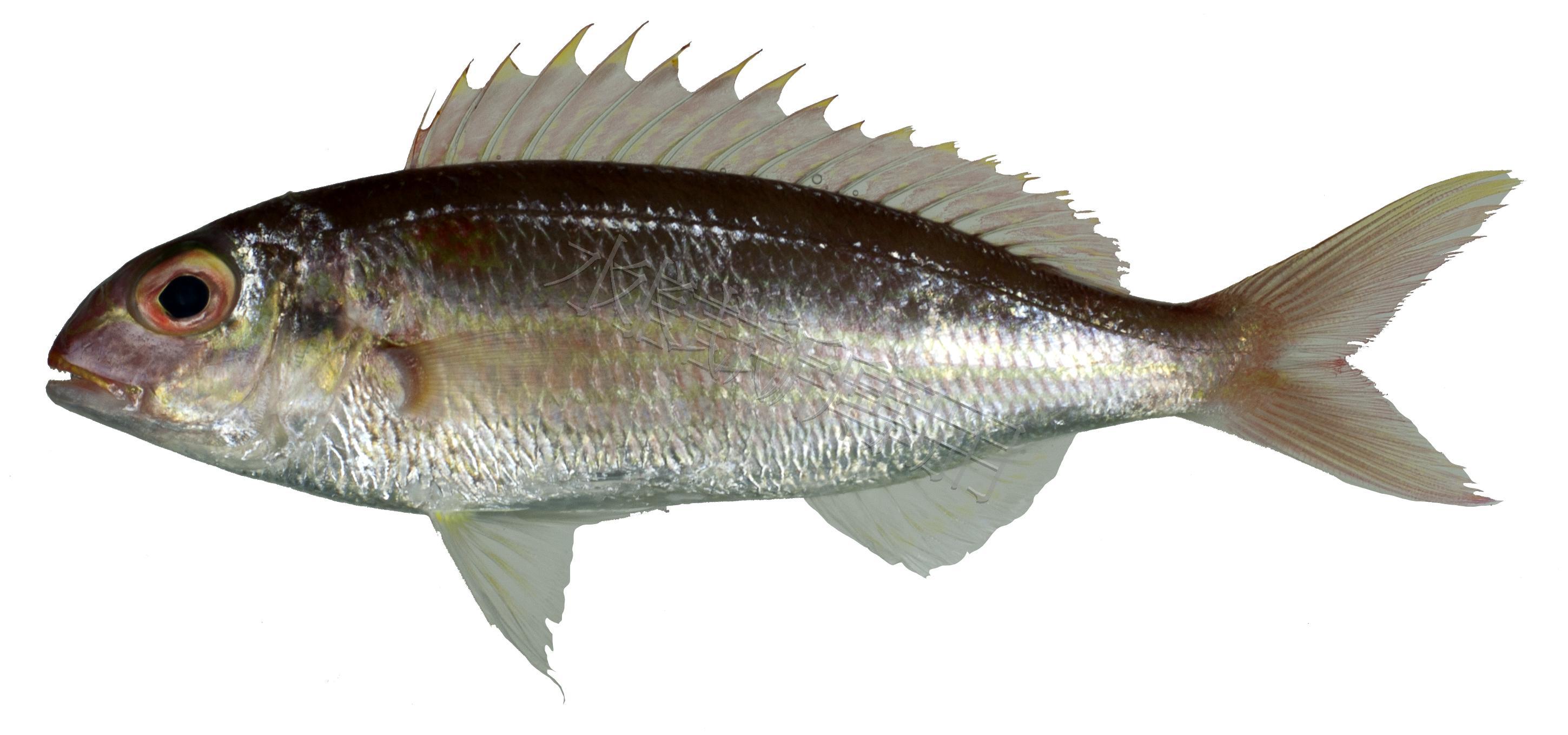 Nemipterus peronii