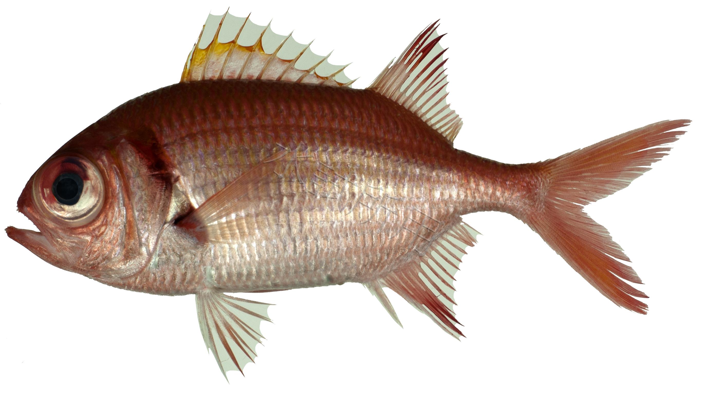 Myripristis berndti