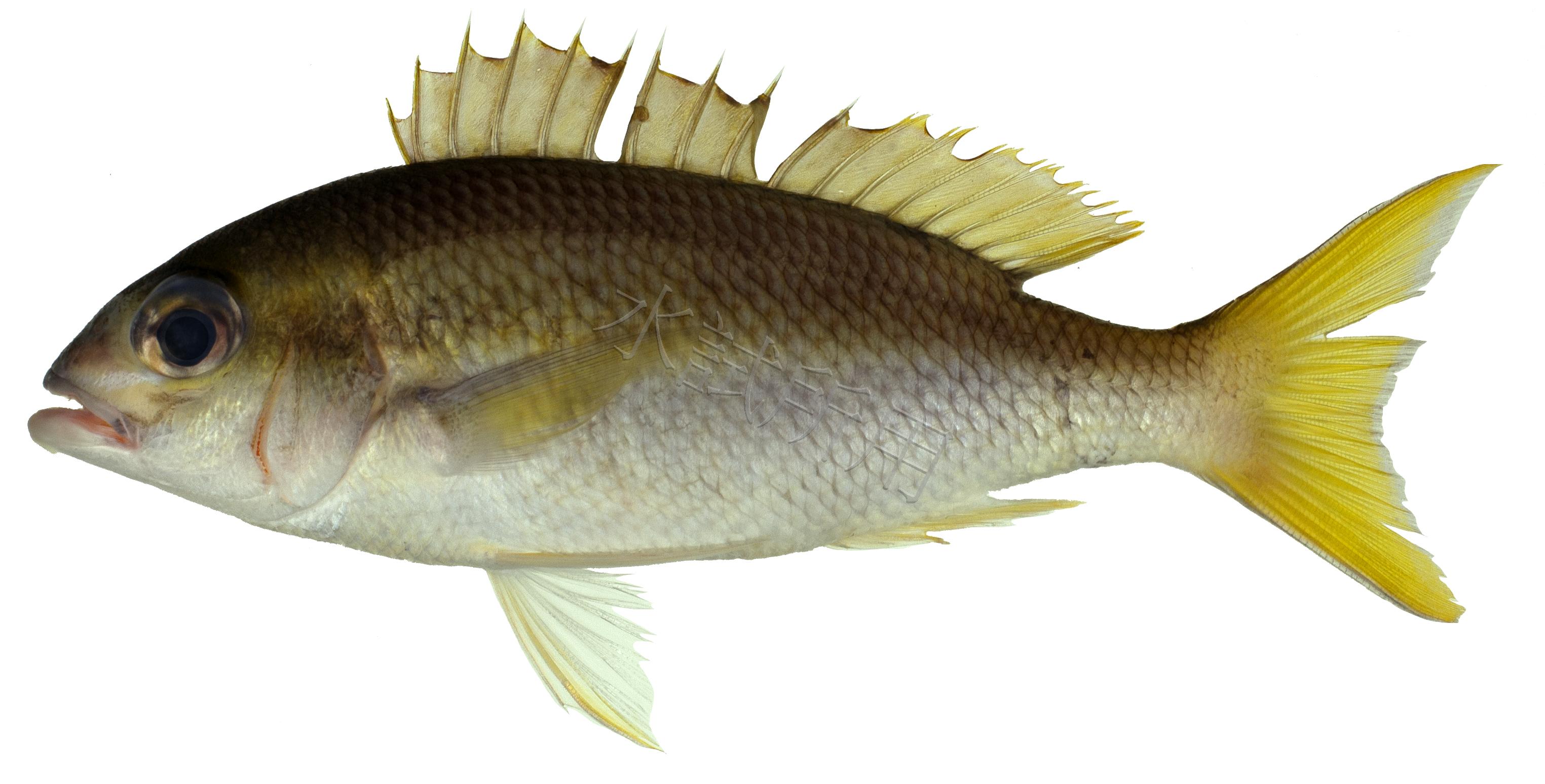 Scolopsis affinis