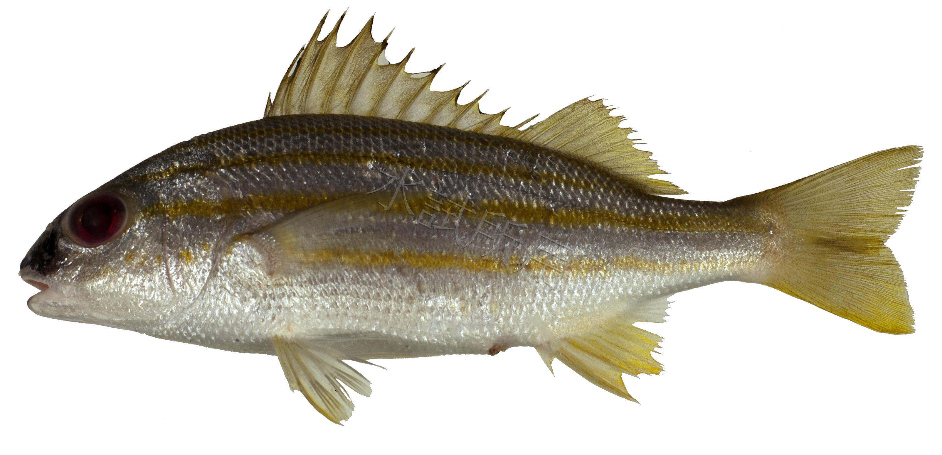 Pomadasys quadrilineatus