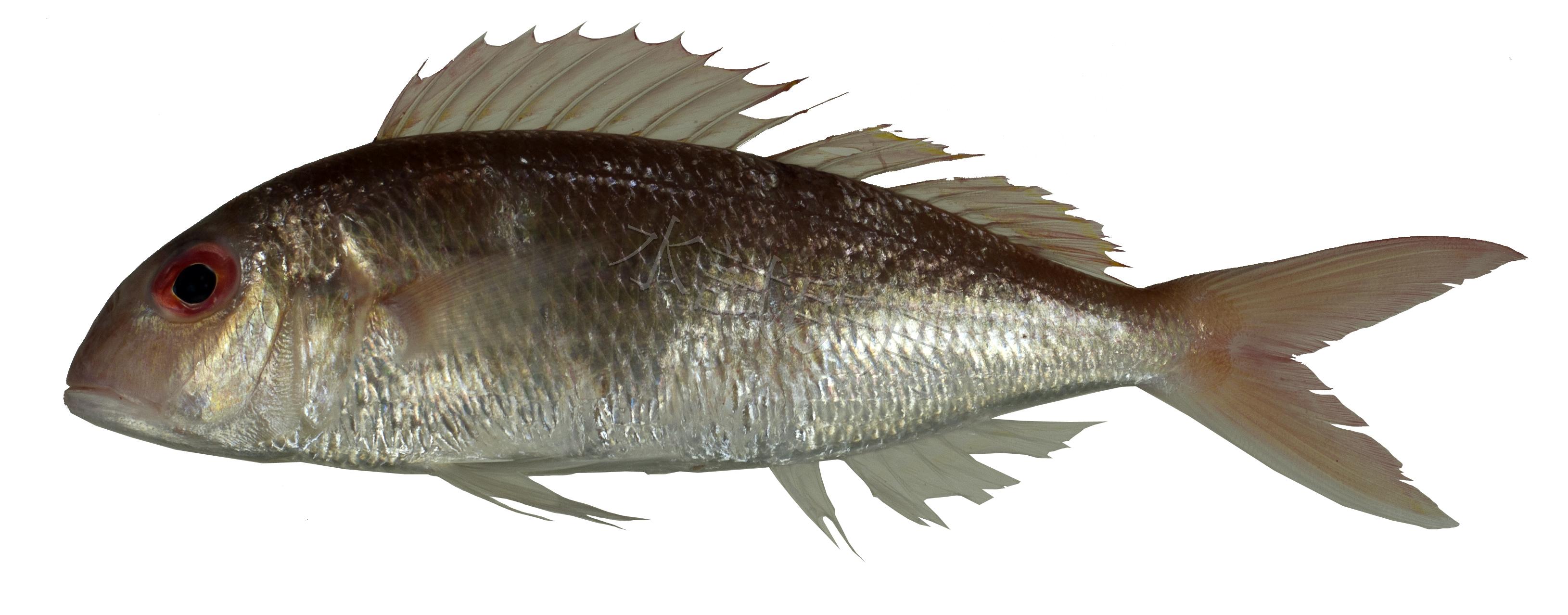 Nemipterus peronii