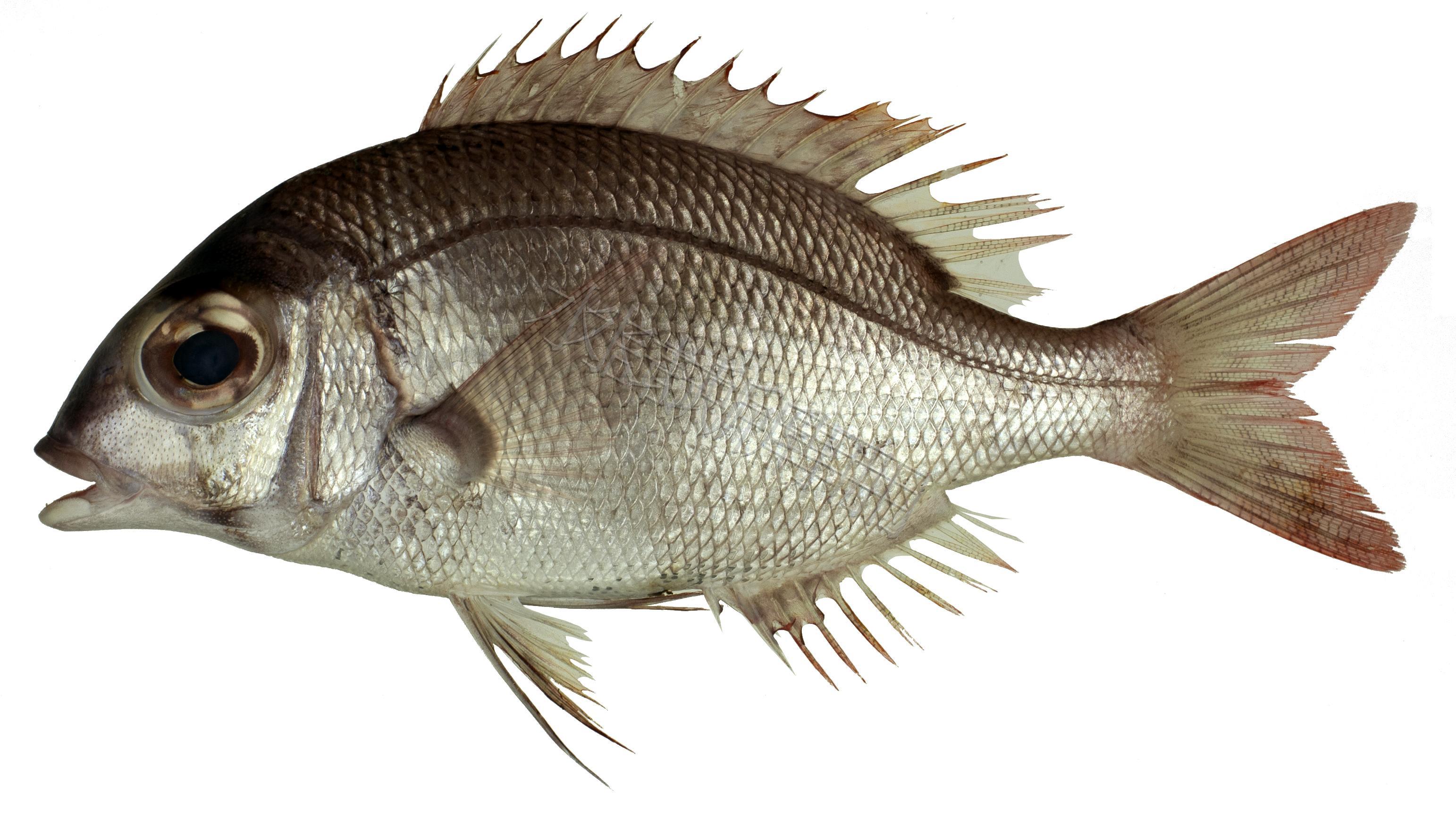 Gymnocranius euanus