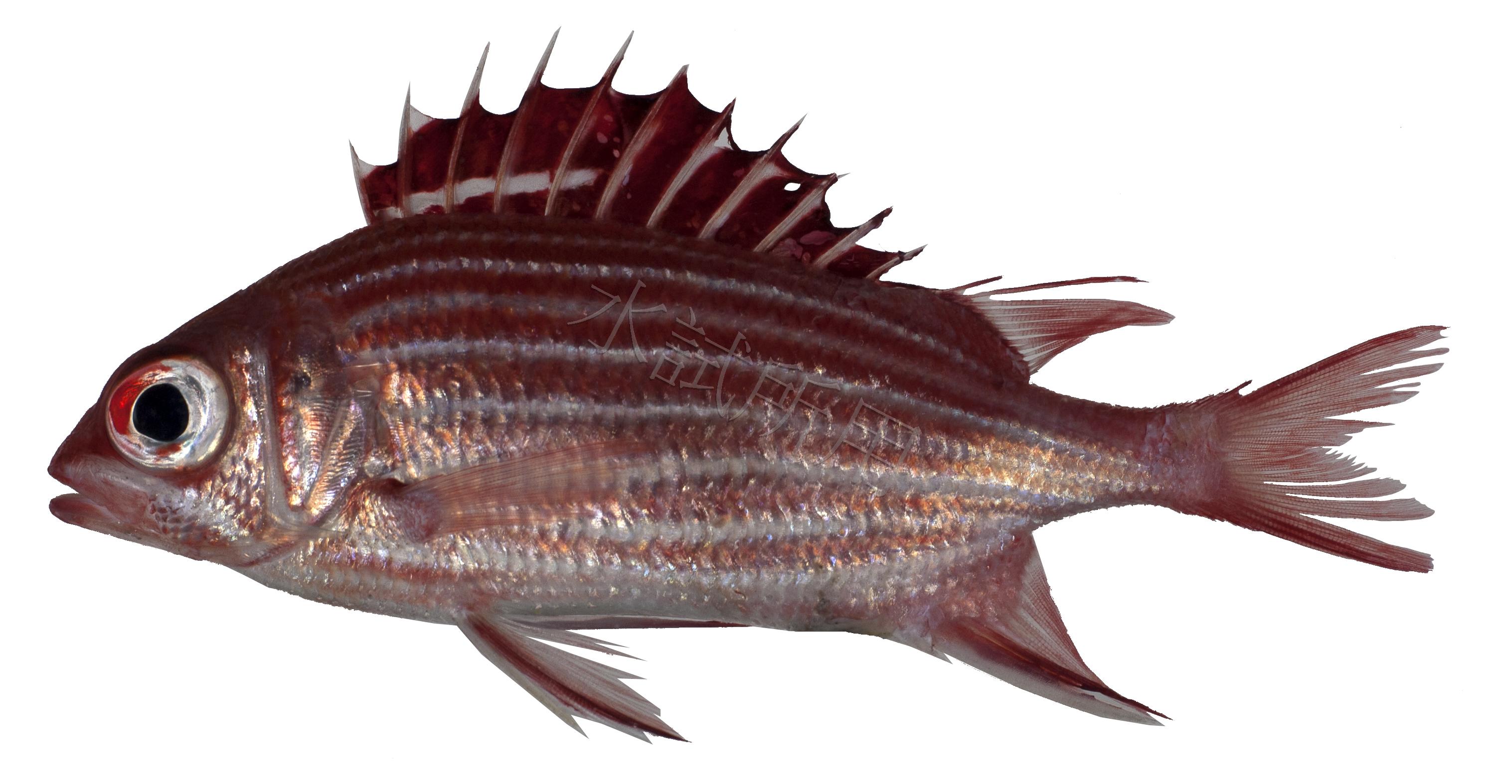 Crown squirrelfish