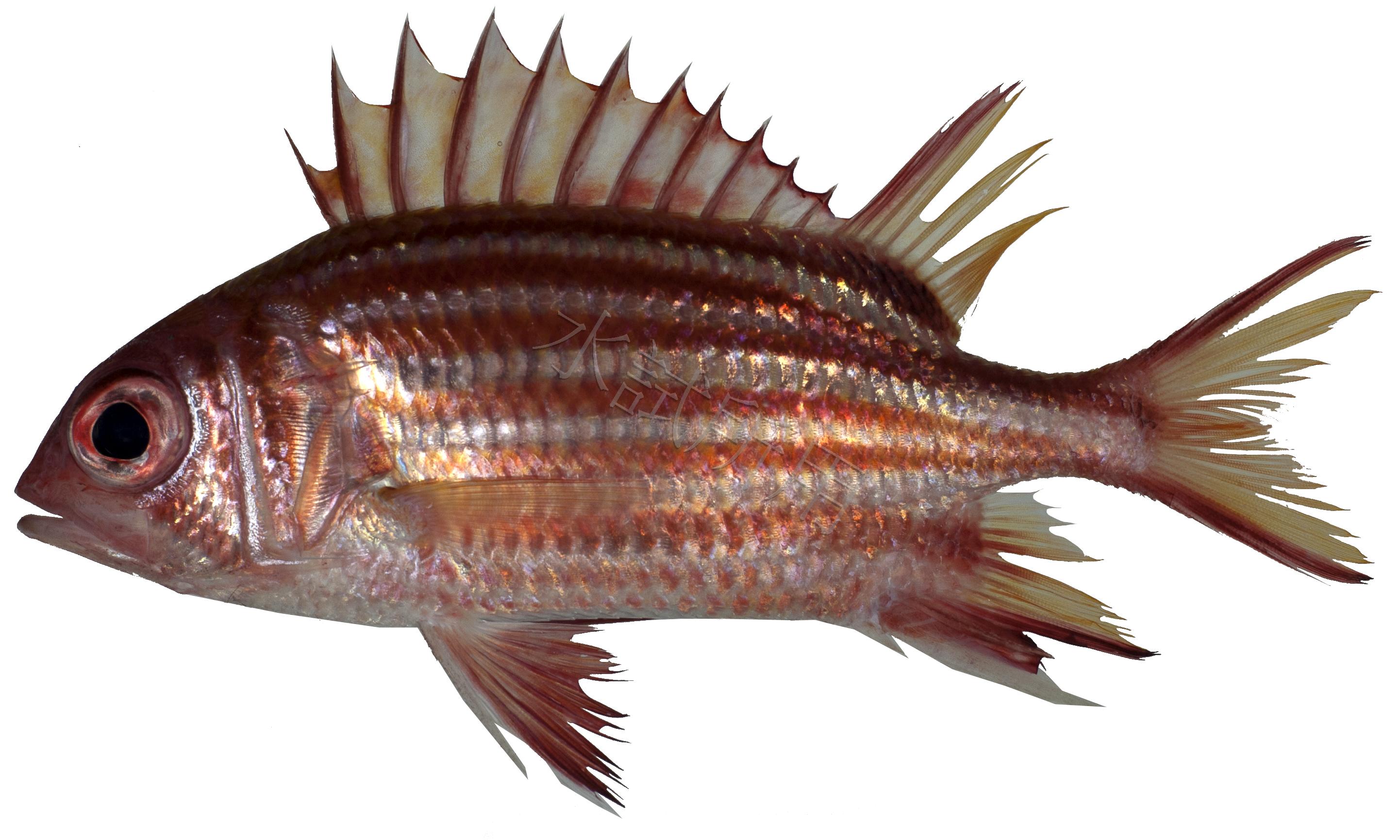 Sargocentron rubrum