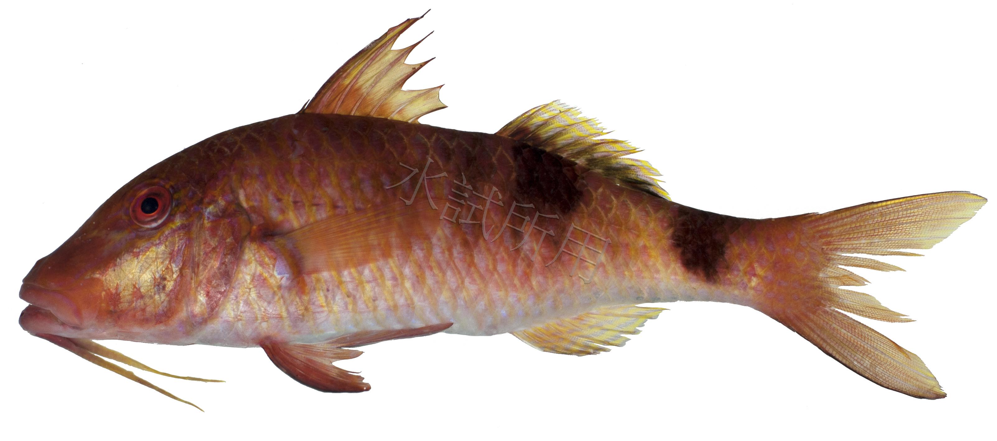 Parupeneus multifasciatus