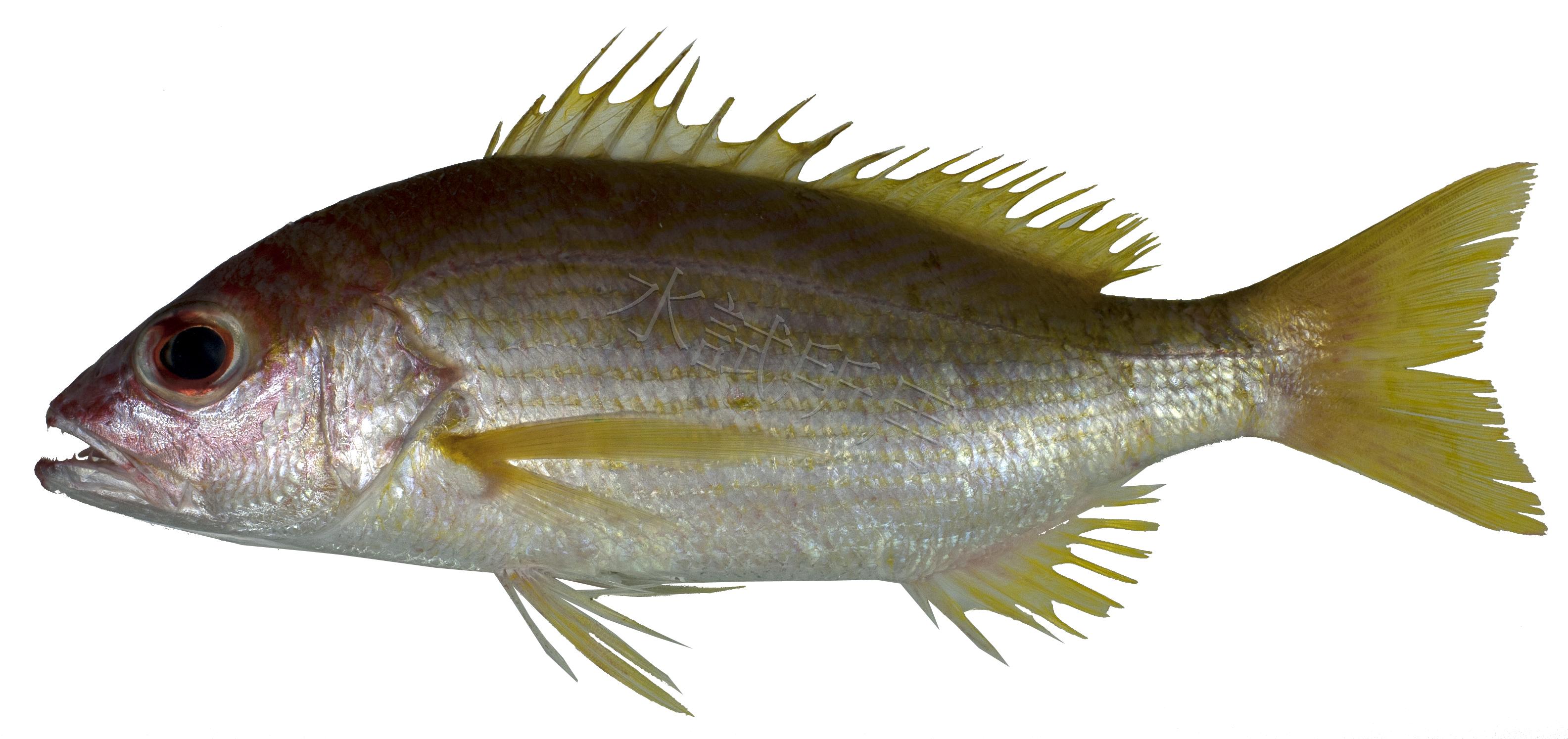 Lutjanus lutjanus