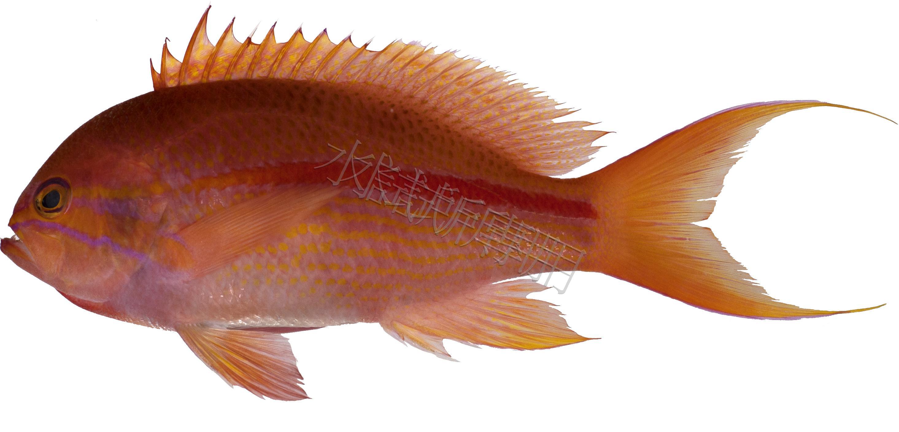 Pseudanthias fasciatus