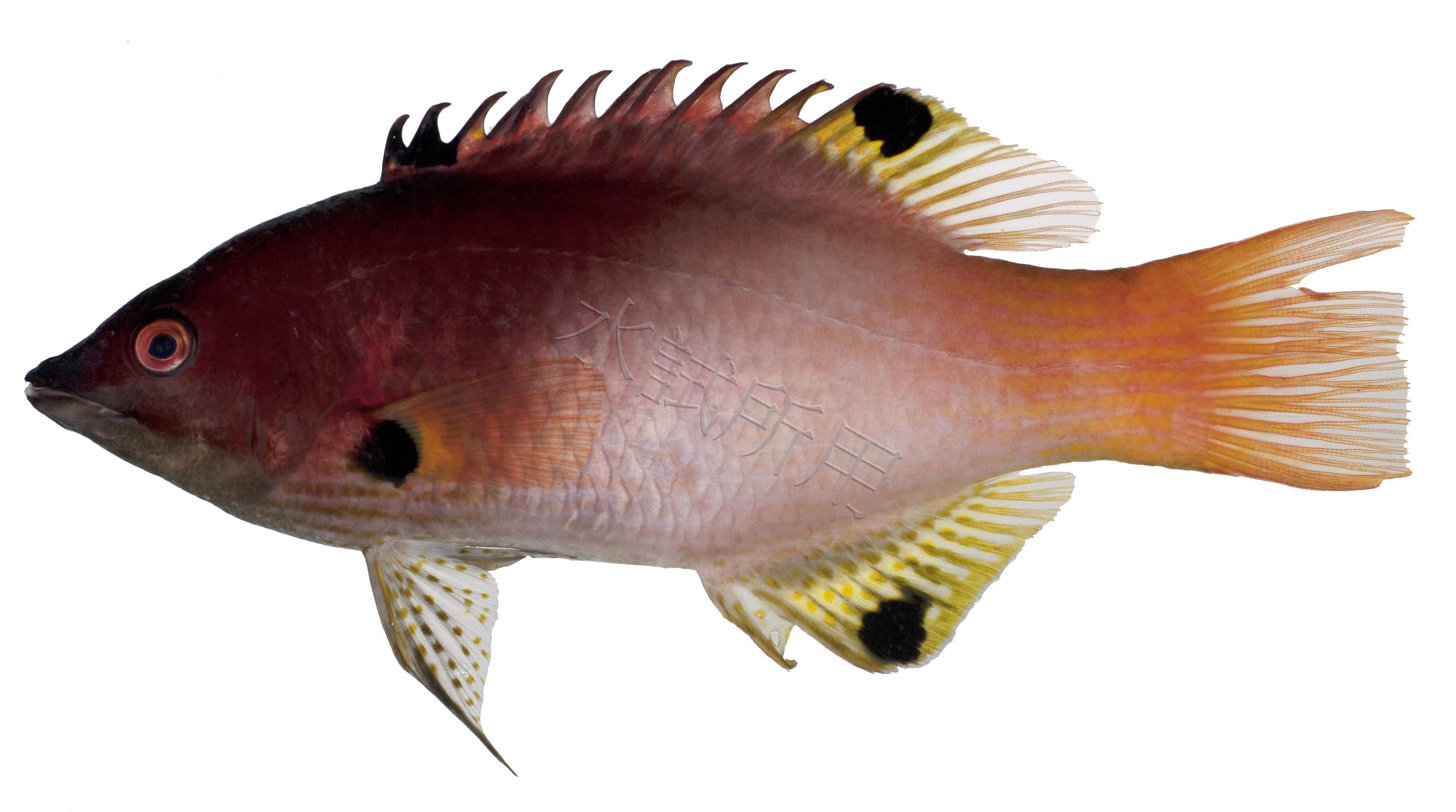 Bodianus axillaris