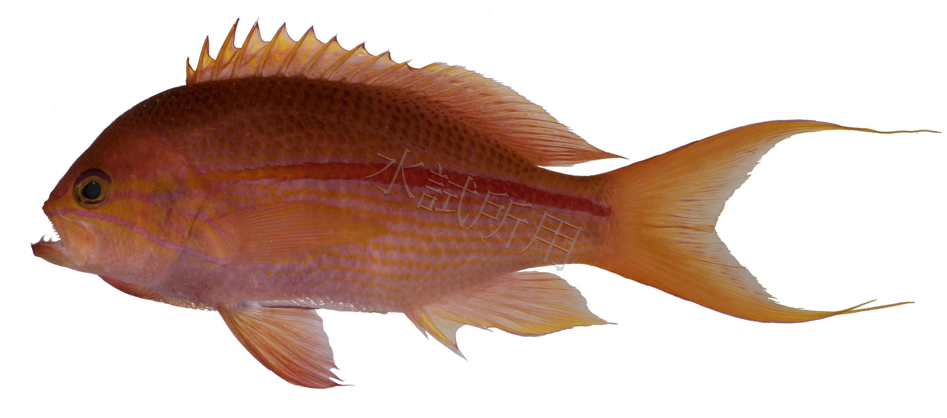 Pseudanthias fasciatus