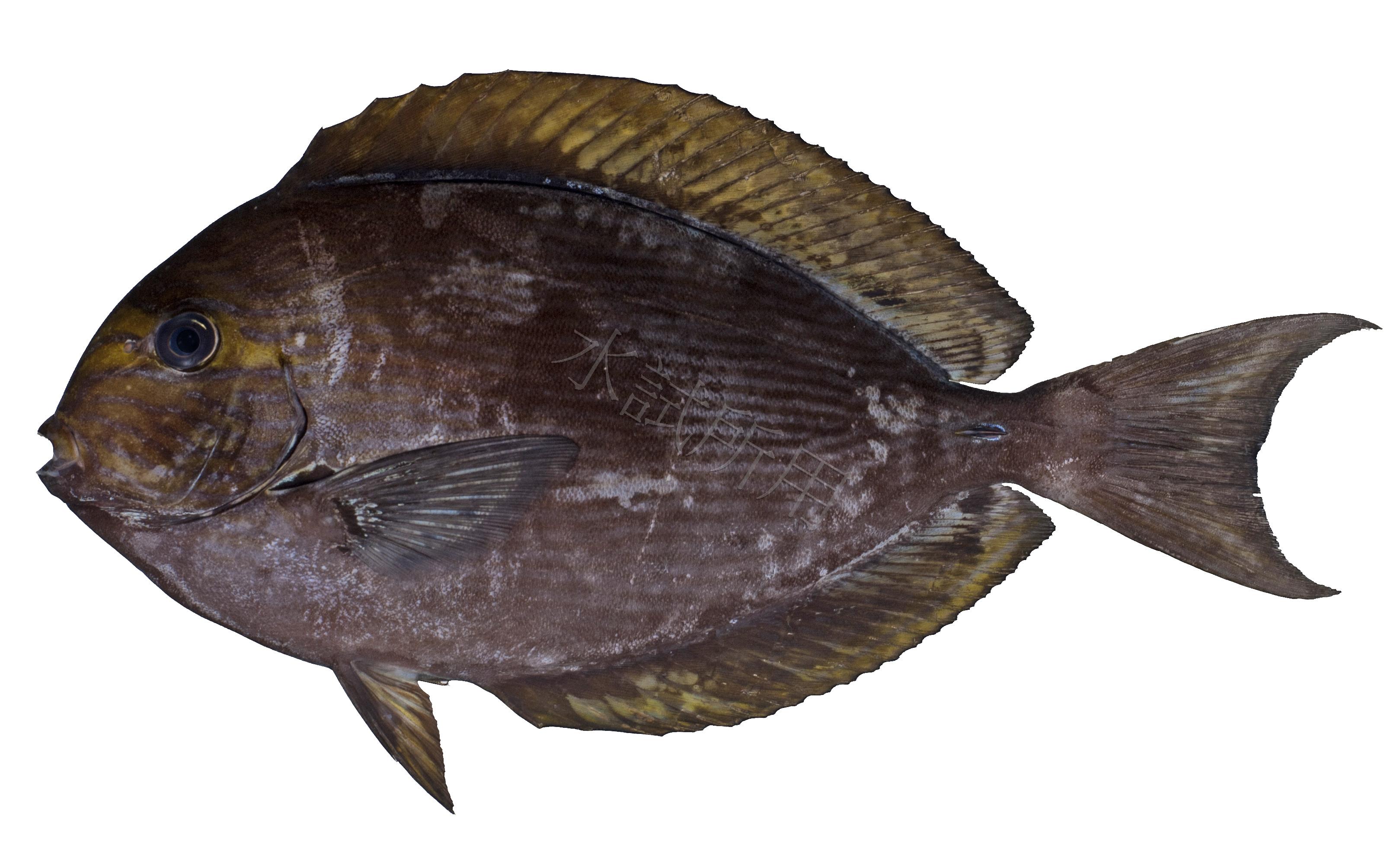 Acanthurus mata