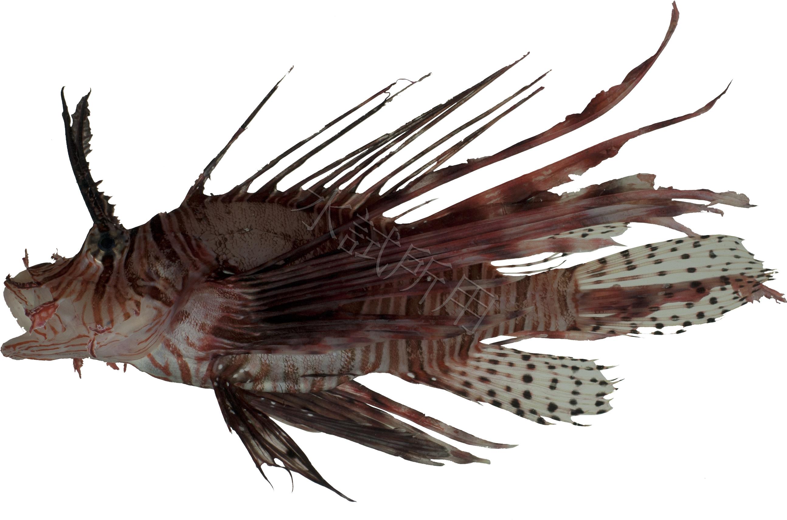 Pterois volitans