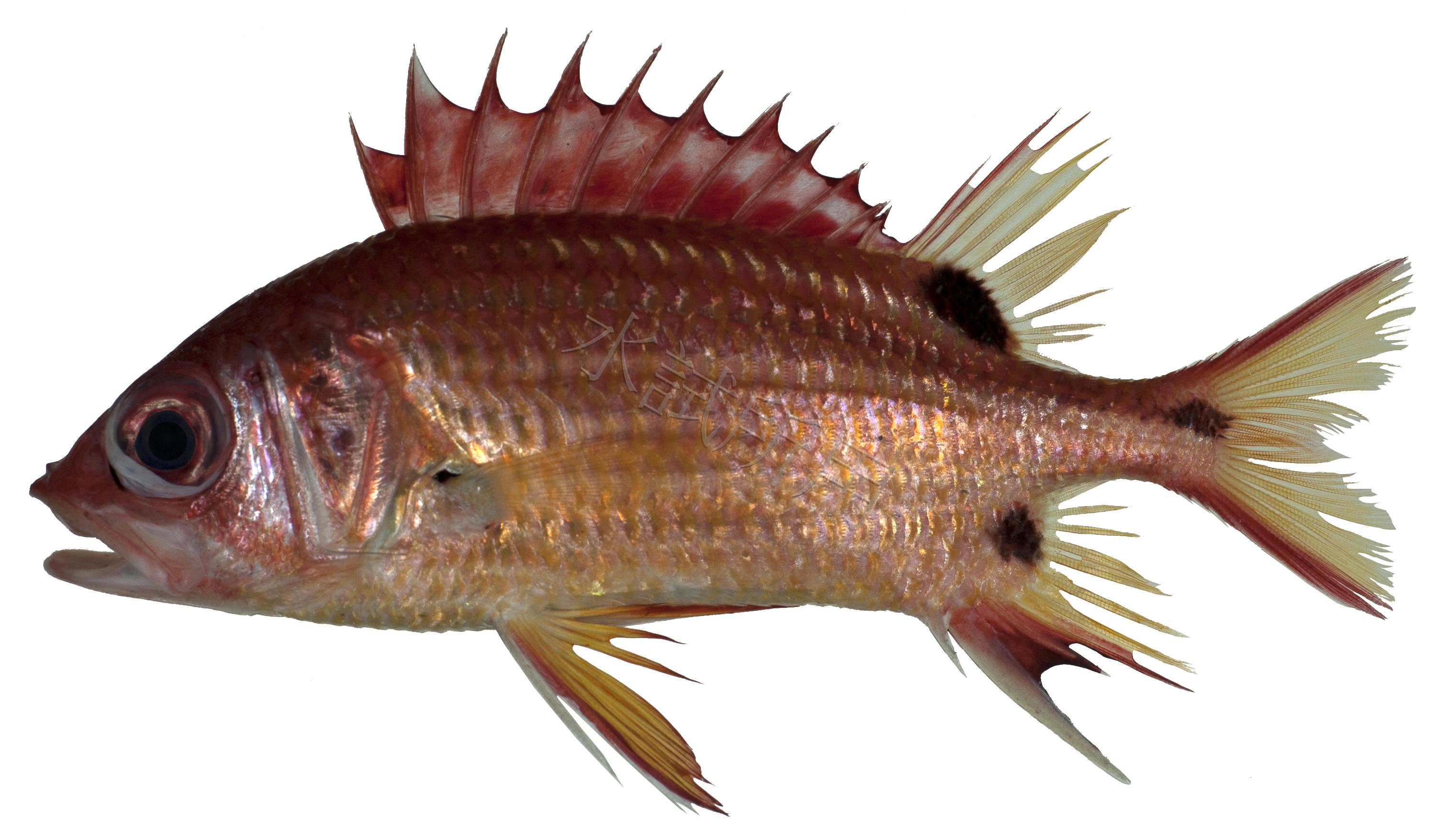 Blackspot squirrelfish